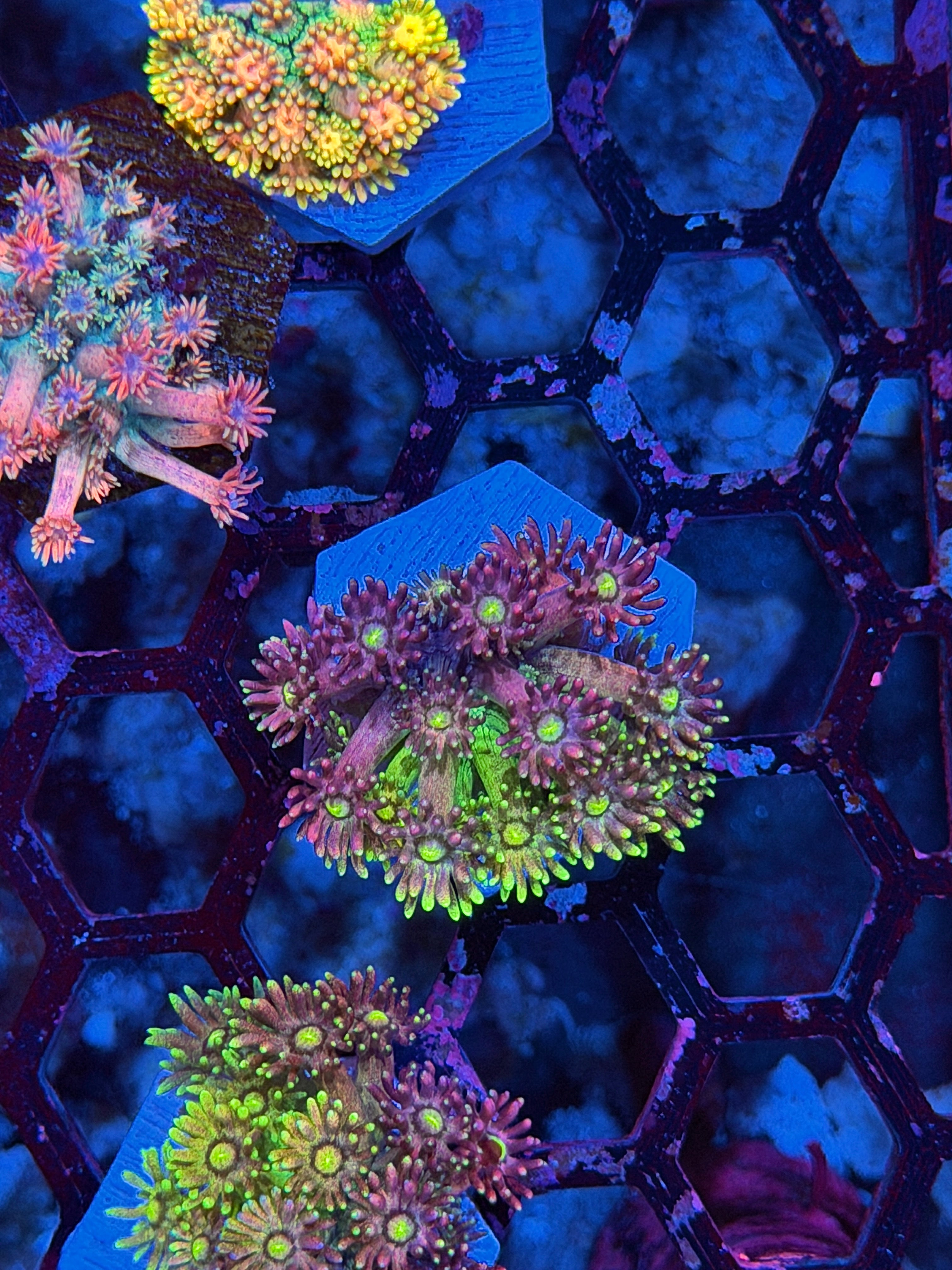 JEA Rainbow Pixie Dust Goniopora Coral *New Release*