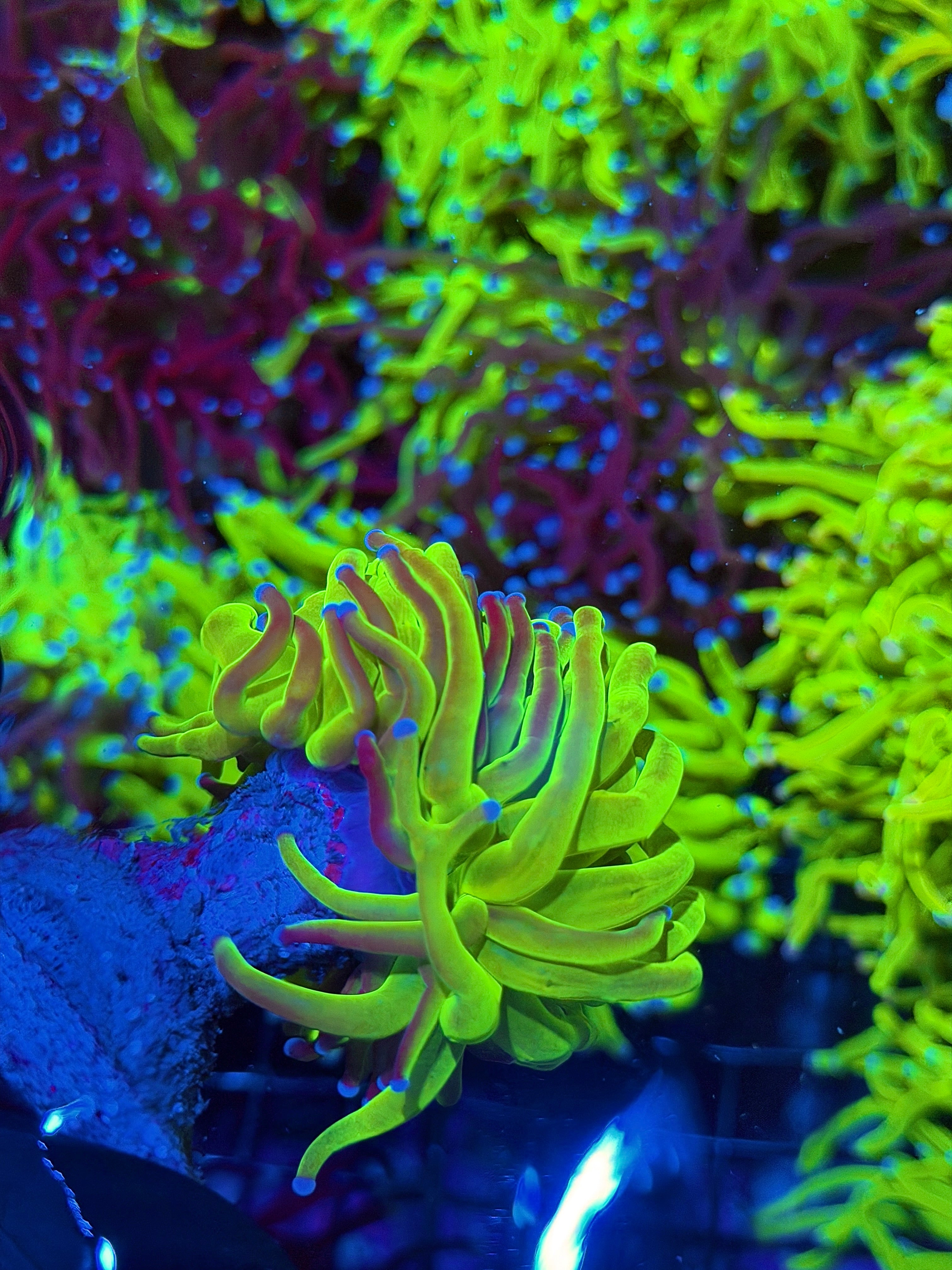 JEA Grafted Holy Grail Torch Coral 1 XXL Head Insane 6/27
