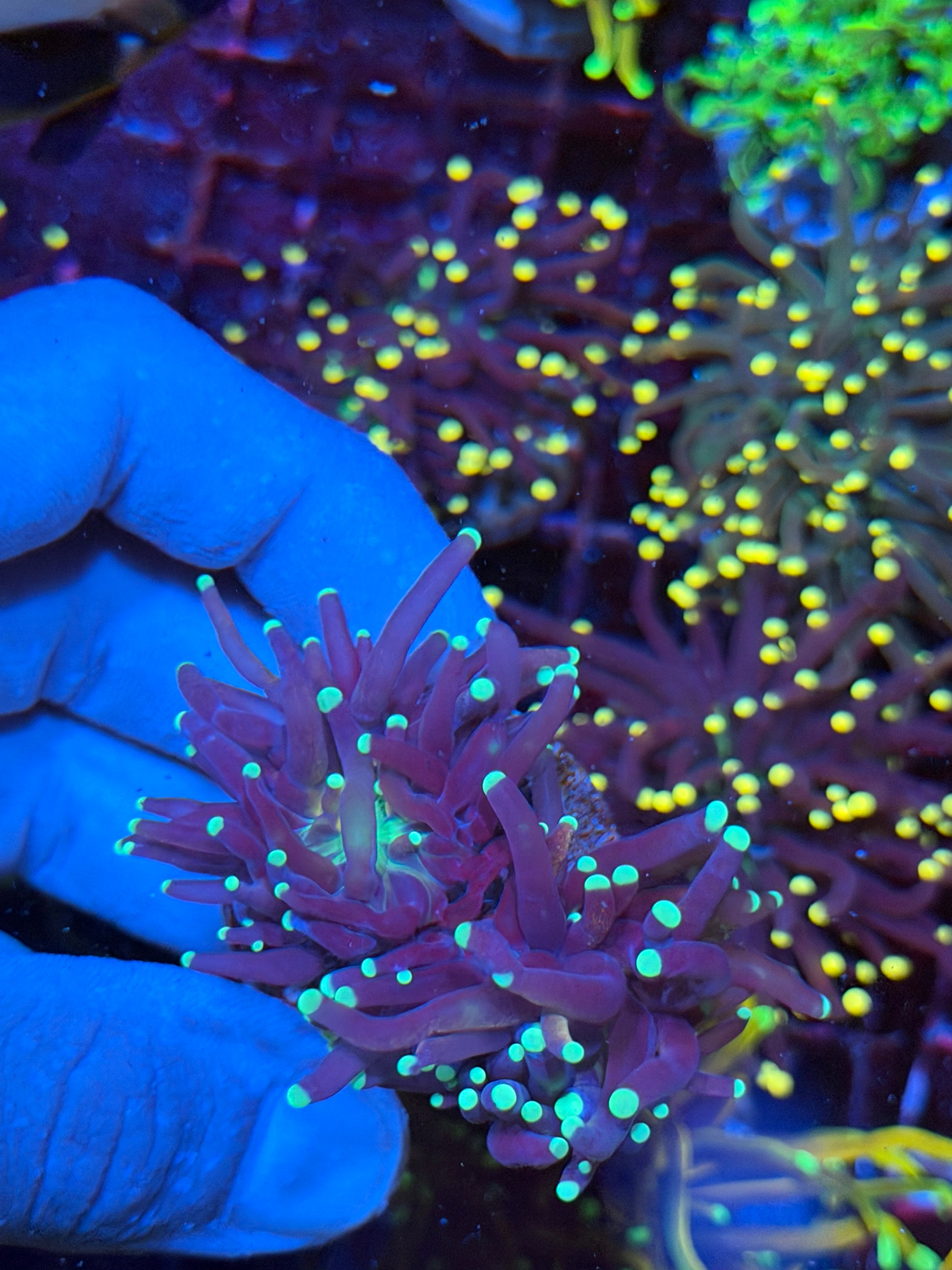 JEA Oddball Tiger Torch Coral 2 Heads XXL  Rare