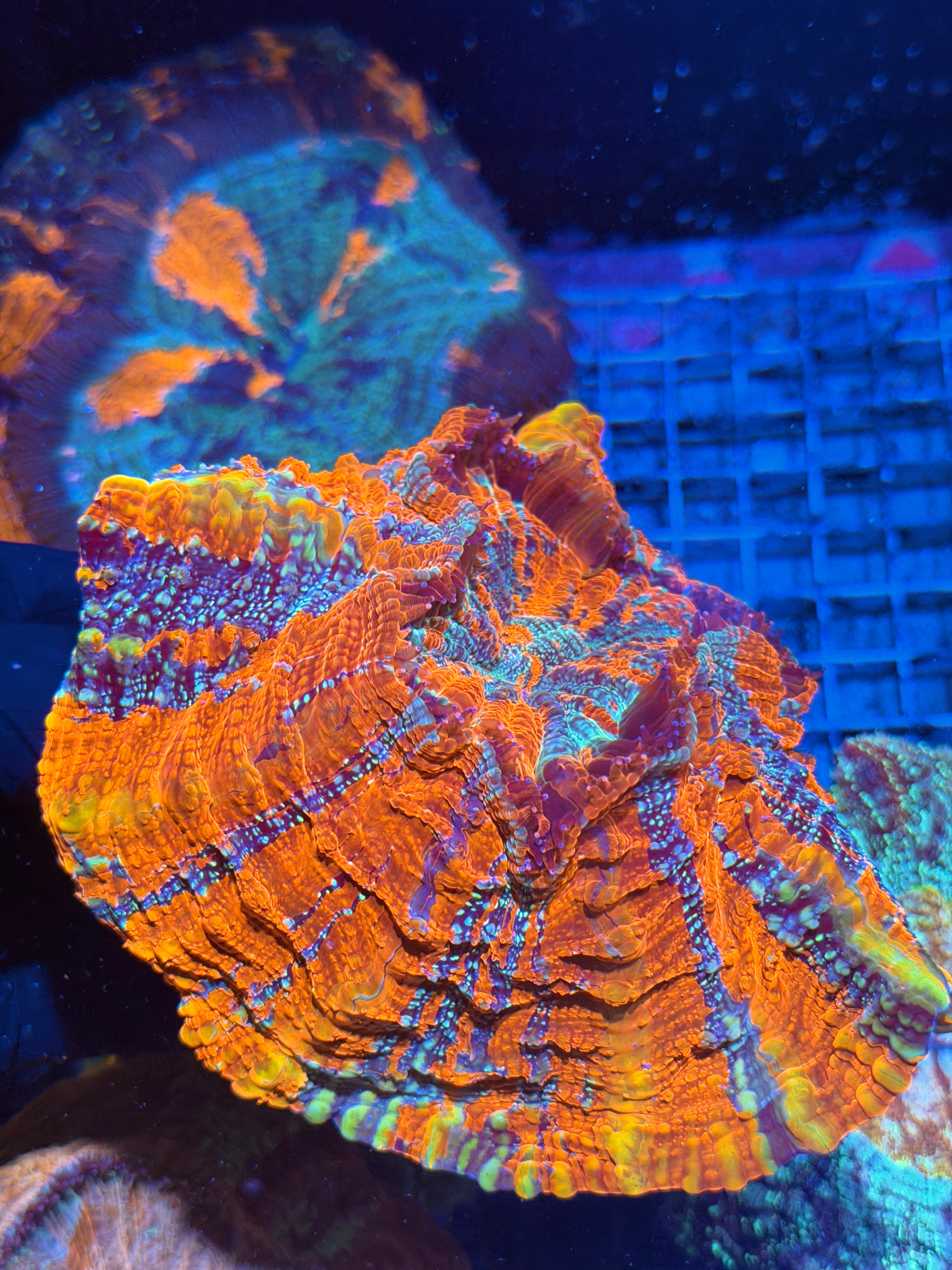 Rainbow Acanthophyllia Meat Coral XXL Show Piece