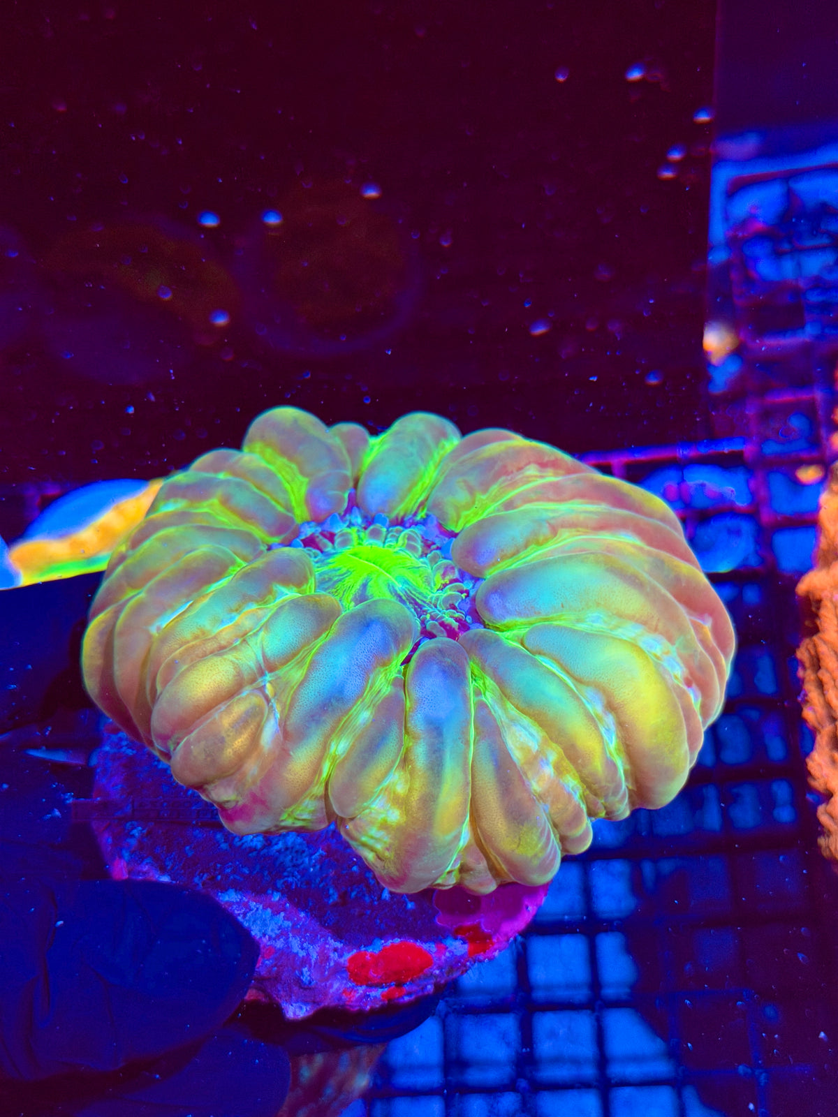Hologram Cynarina Meat Coral XL Show Piece 9/21