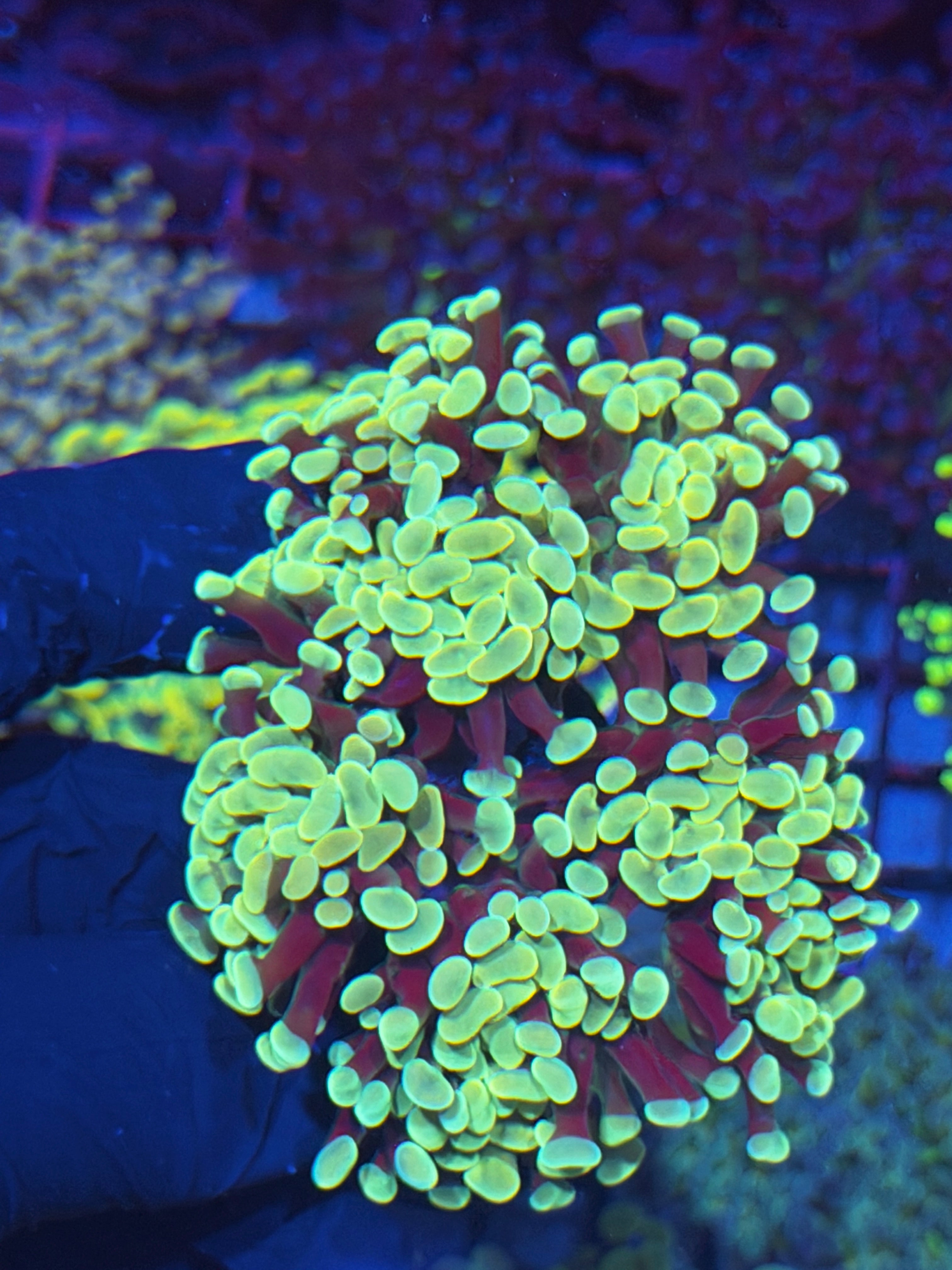 JEA  Golden  Boy Hammer Coral Colony XXXL 7+ Heads 7/22