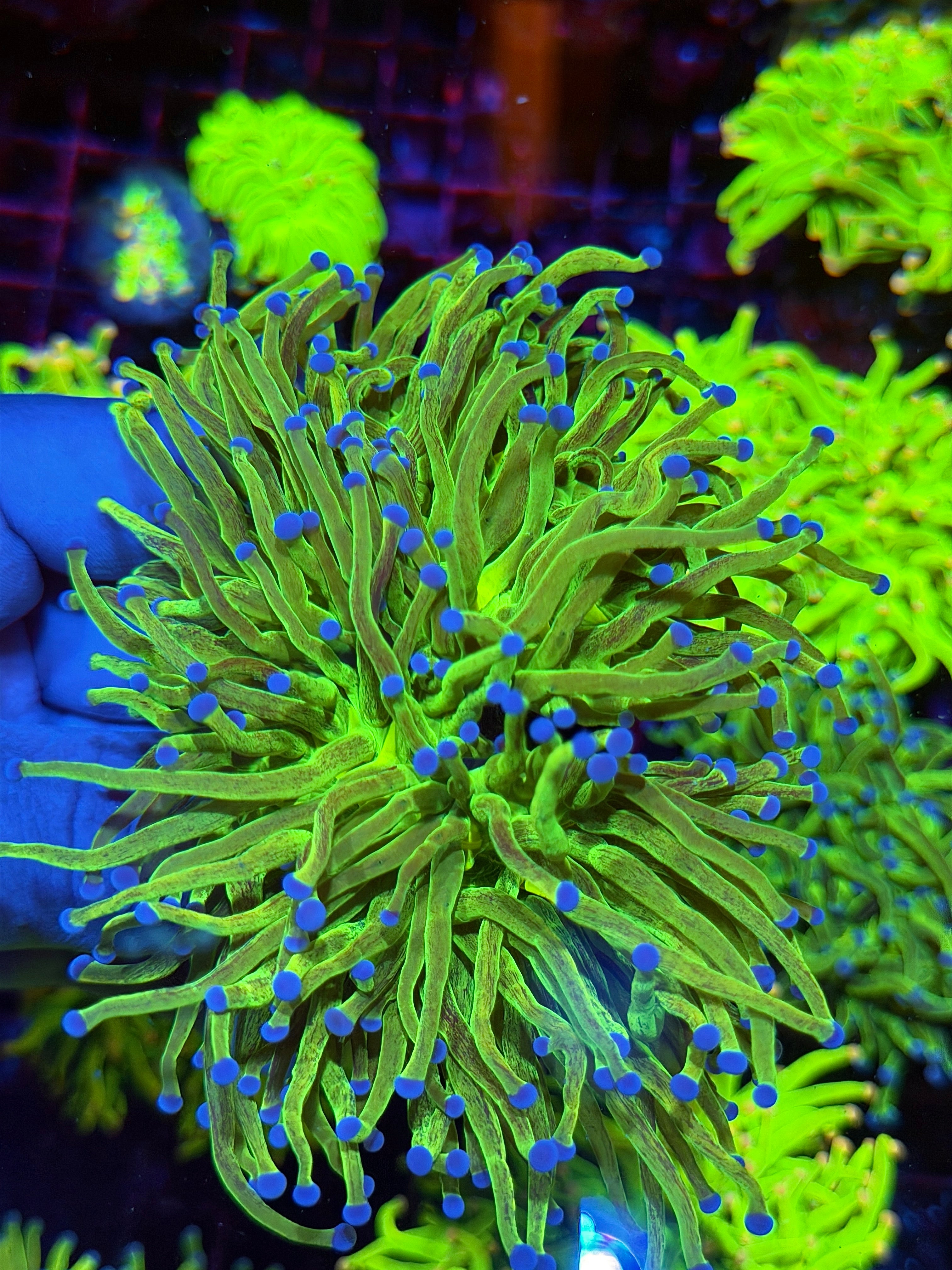 JEA Grafted Glitter Holy Grail Torch Coral 2 XXXL Heads Show Piece