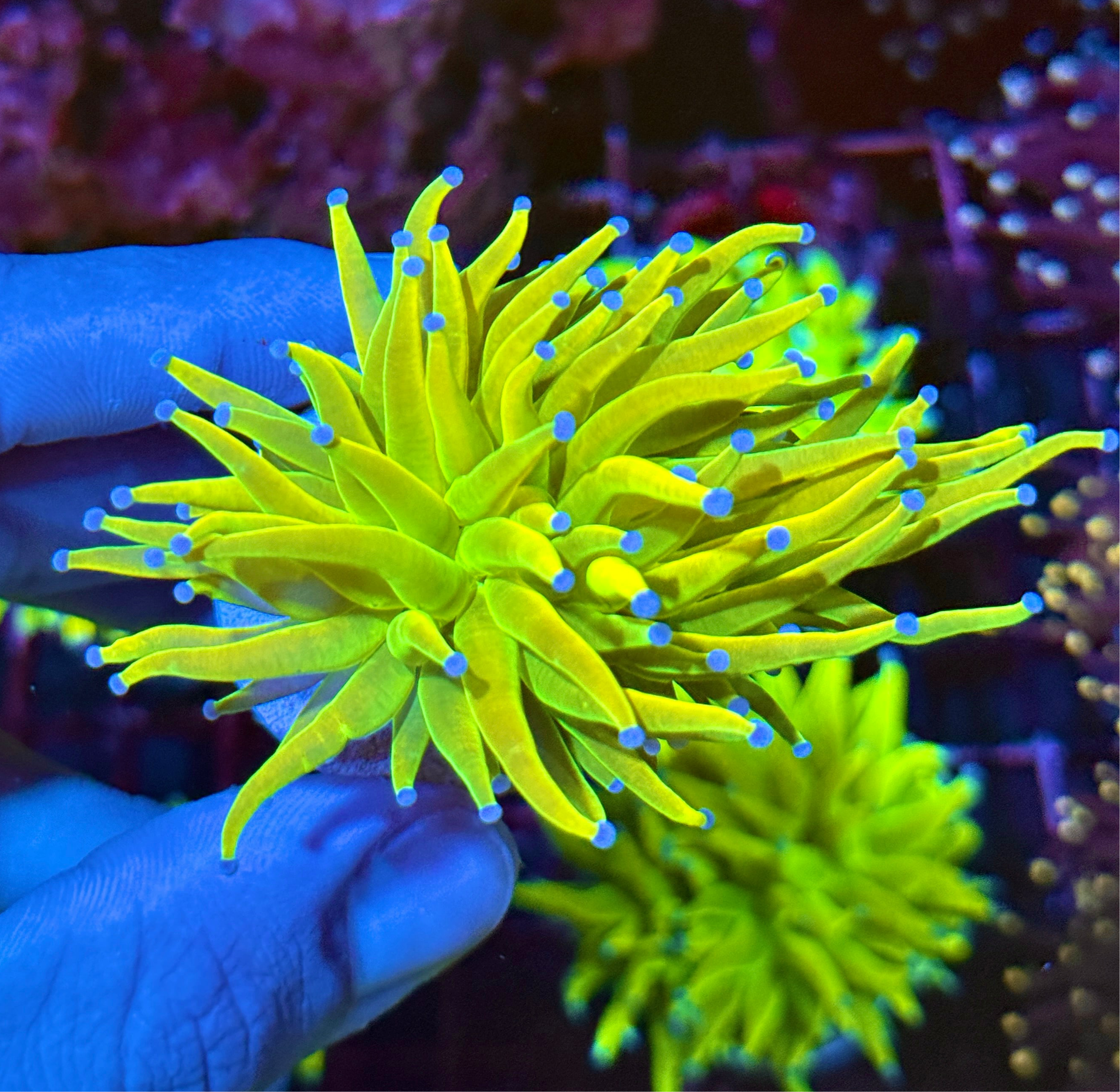 JEA Yellow Holy Grail Torch Coral 1 XL Head