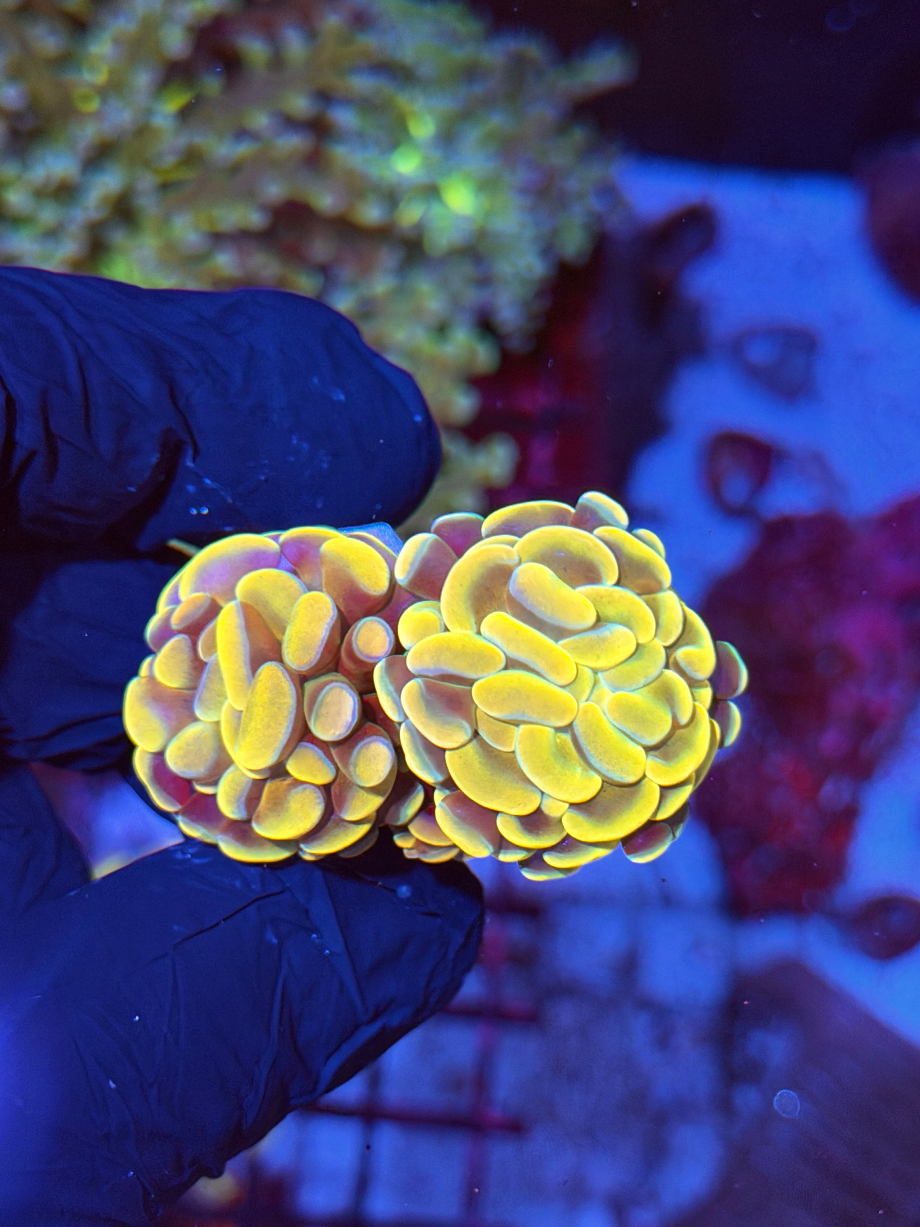 JEA Jellybean Hammer Coral 3 Heads