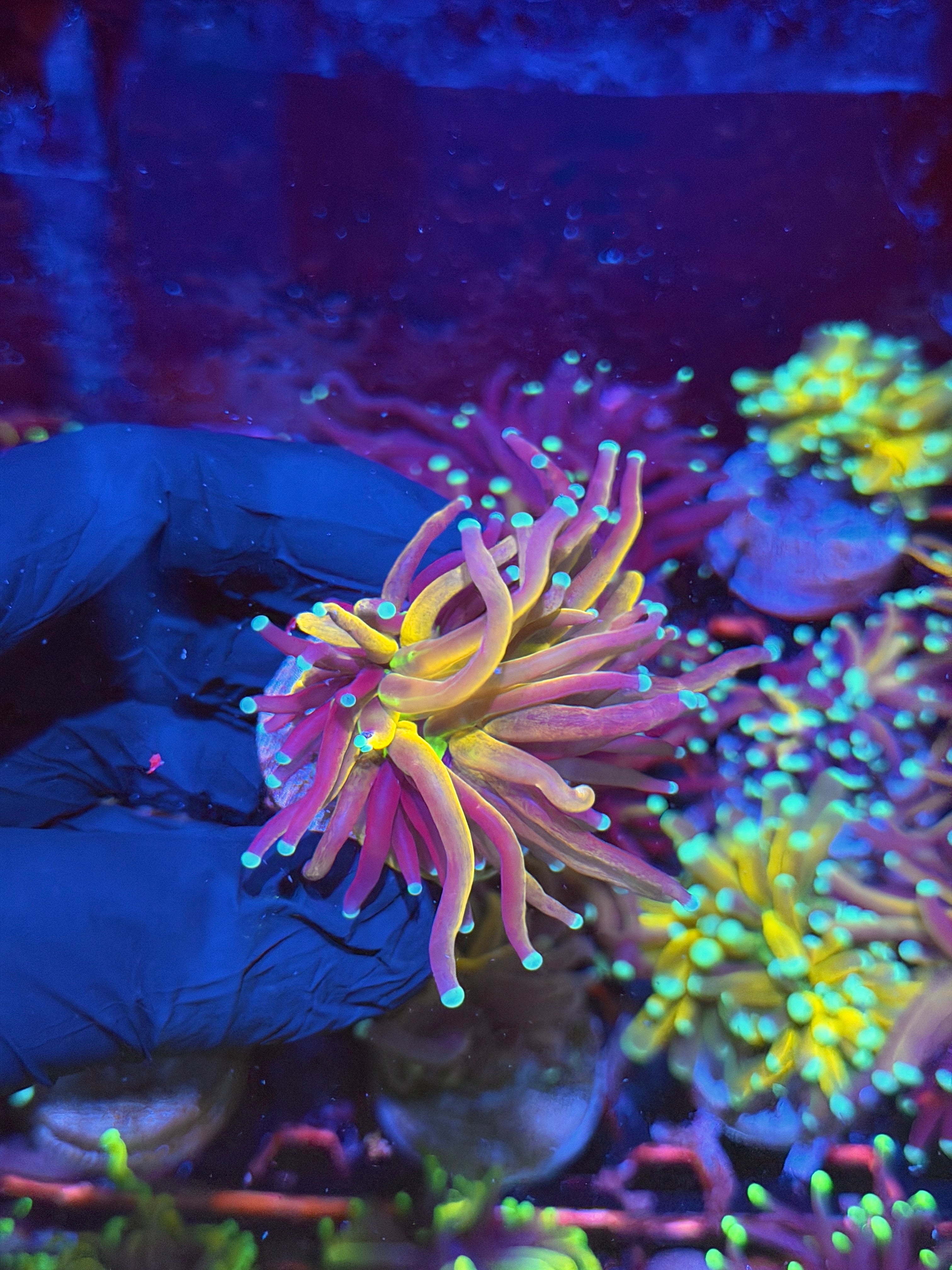 JEA Tiger 2.0 Torch Coral 1 XXL Head