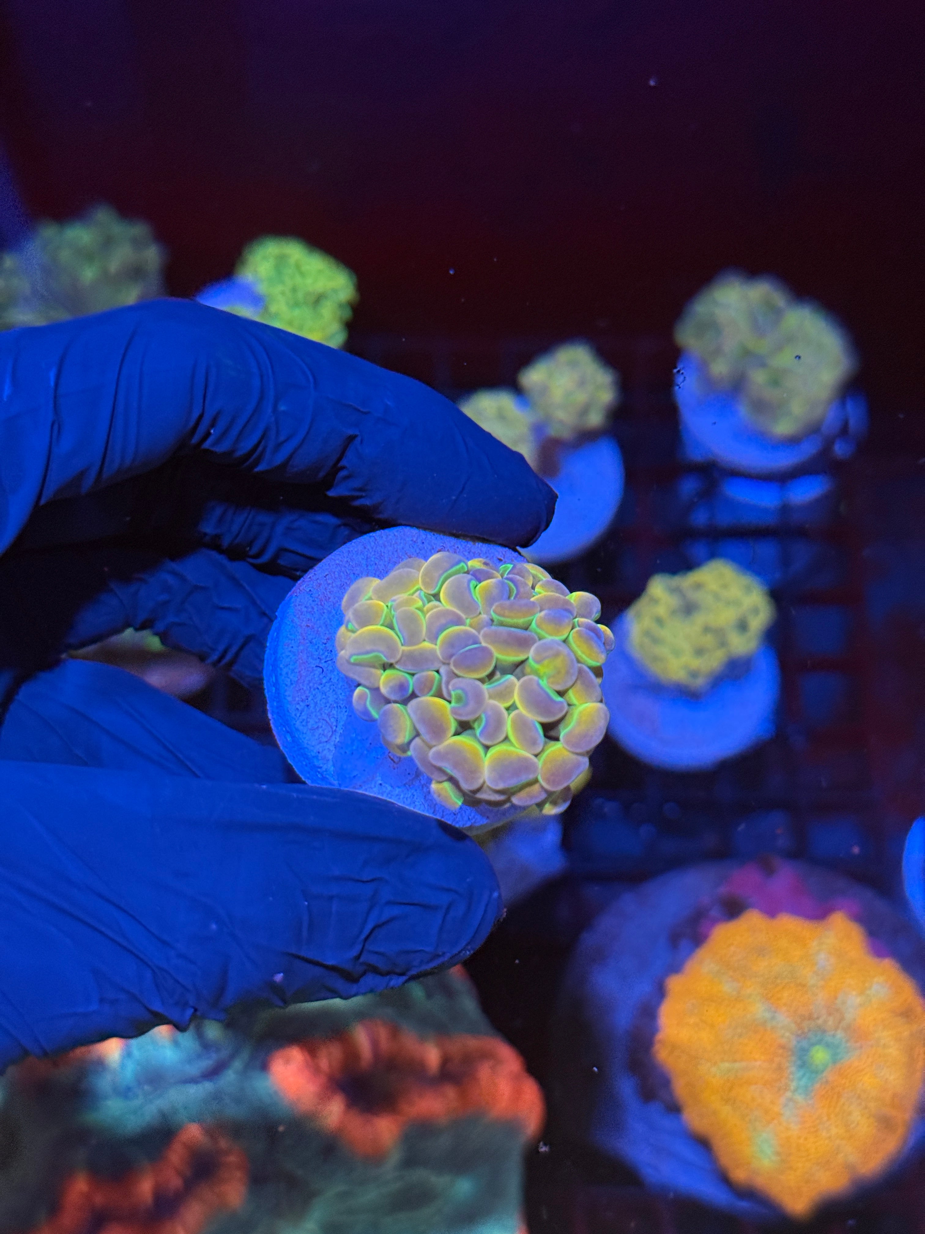KDR Rainbow Hammer Coral 1 Head