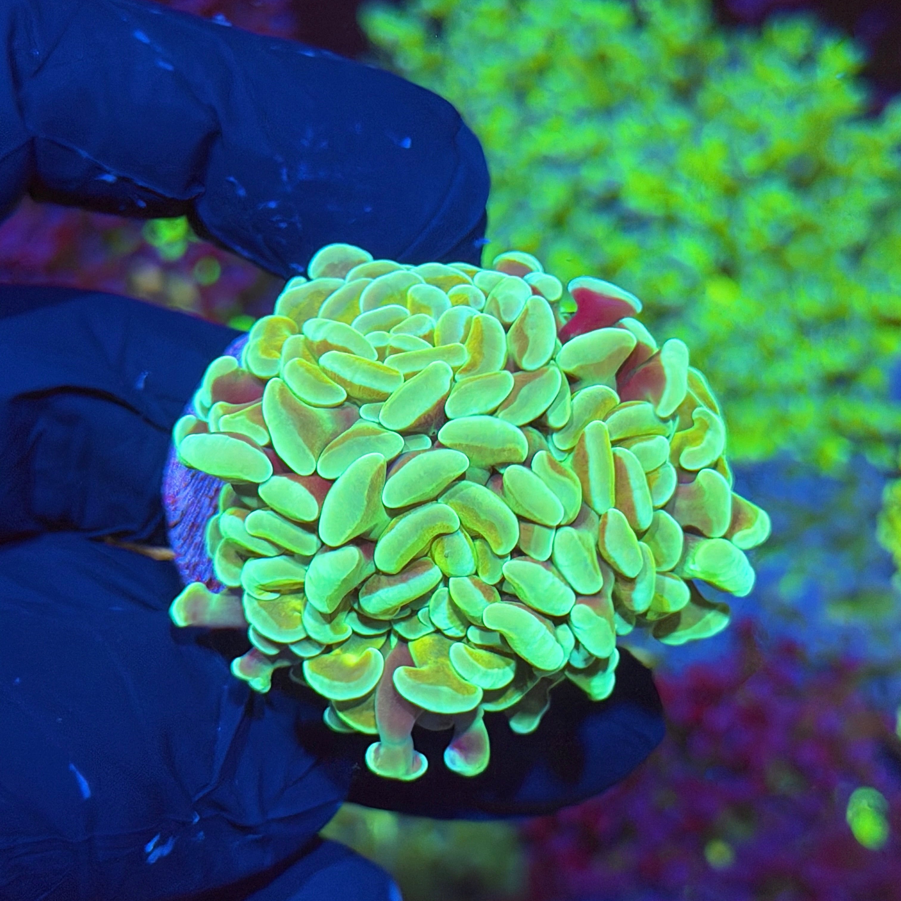 JEA Rotten Apple Hammer Coral 3 Heads XL 6/4