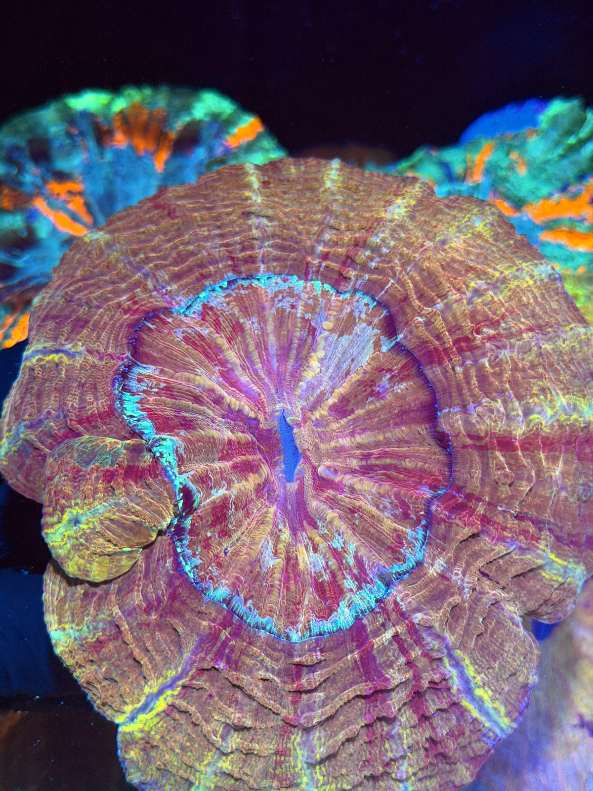 Rainbow Acanthophyllia Show Piece XXL 9/28