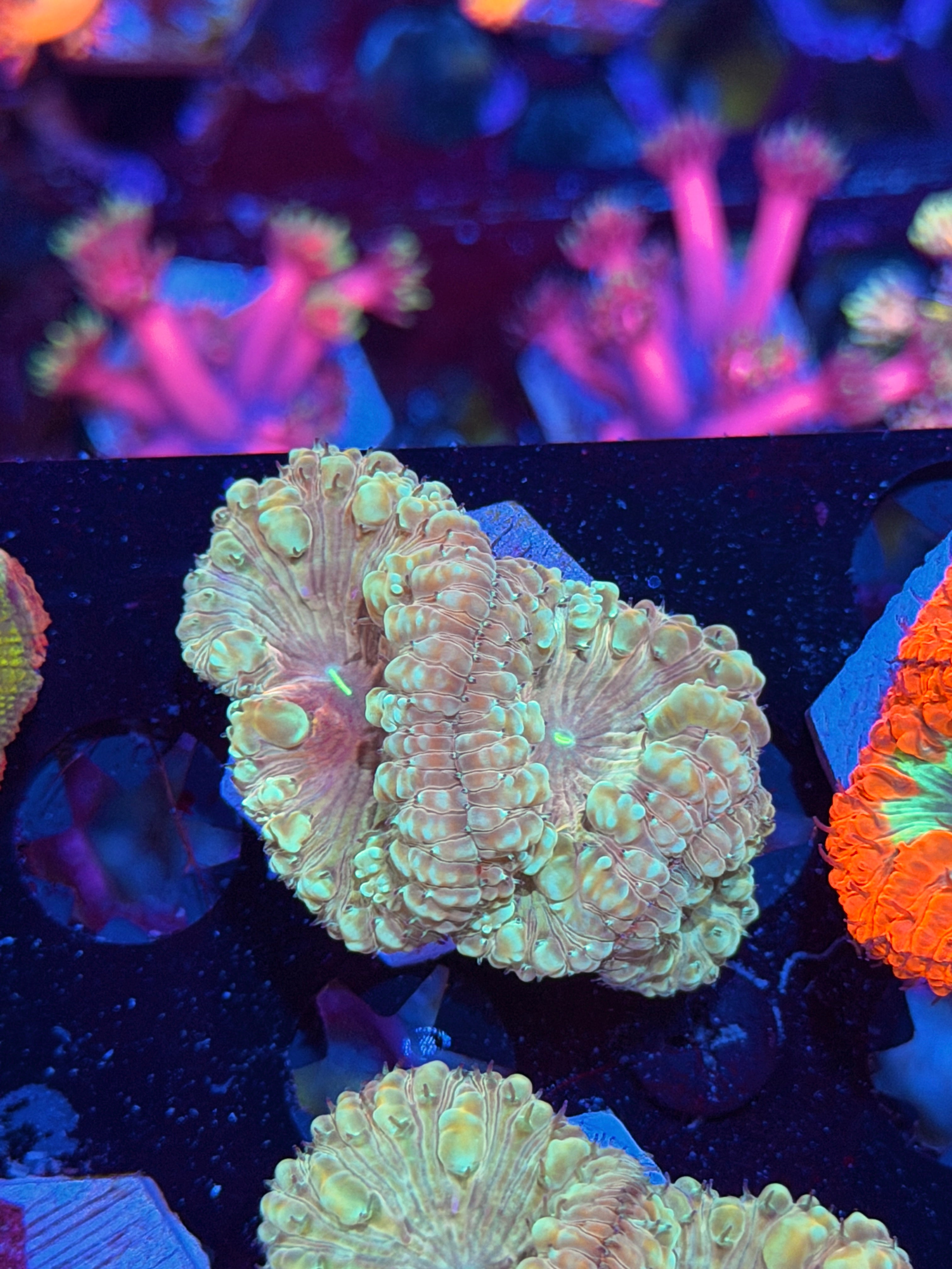 JEA Circus Animal Blastomussa Coral 3 Heads 7/21