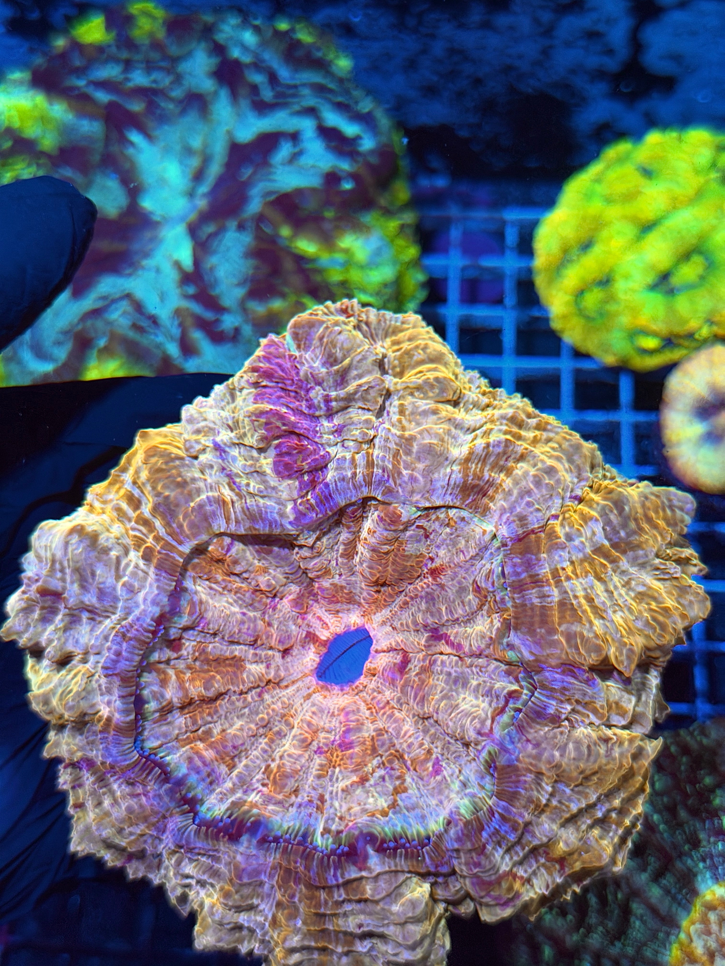 Striped Gold Acanthophyllia Meat Coral