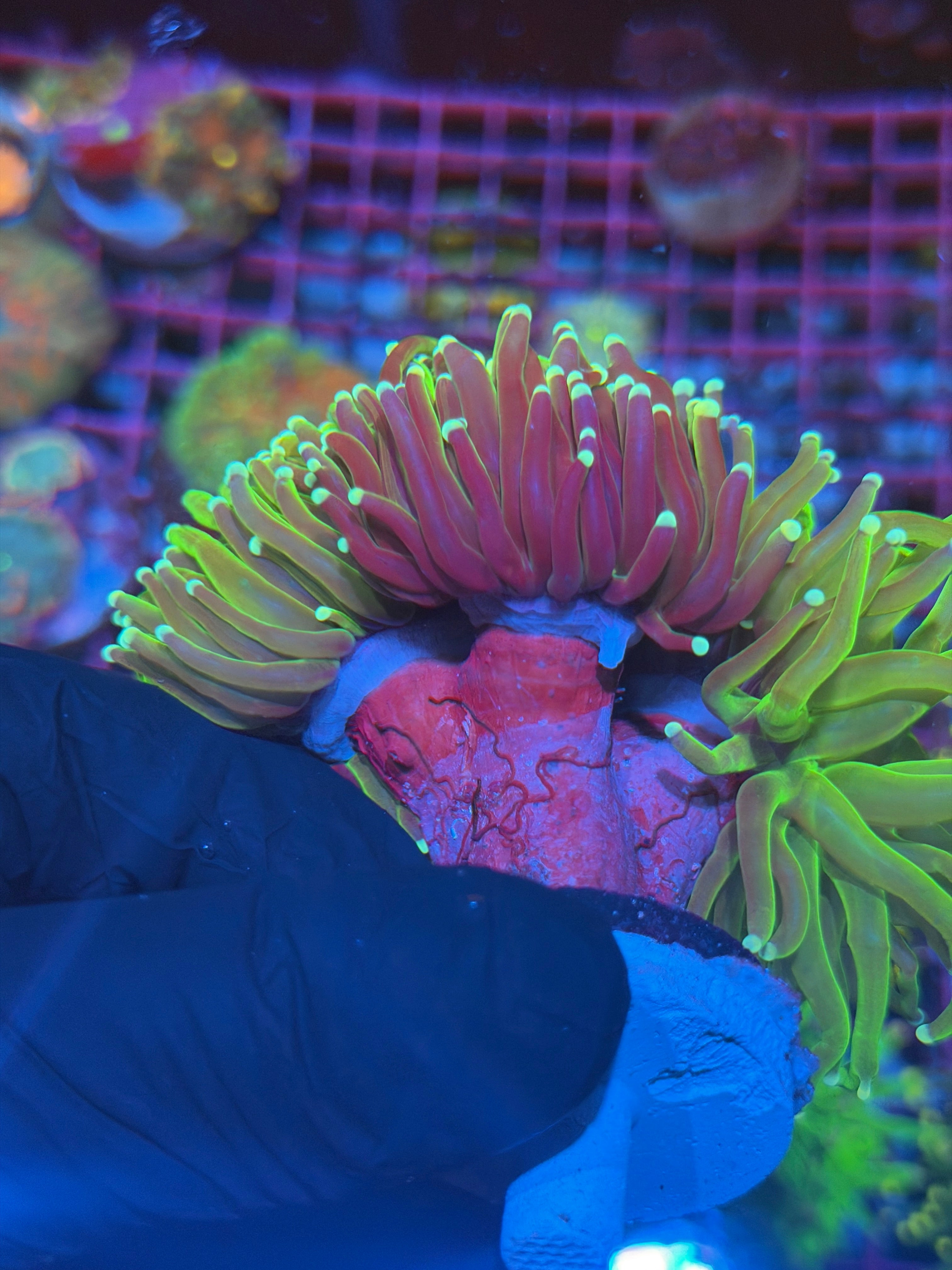 JEA Grafted Key Lime Pie Torch Coral Mini Colony 4 Heads Splitting XXXL Show Piece 8/1