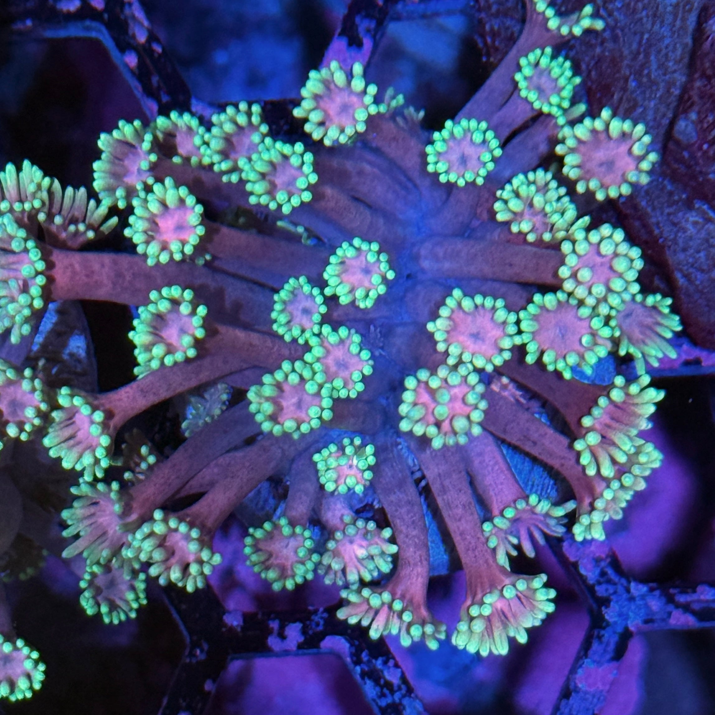 JEA Plum Pie Goniopora Coral XL 10/12
