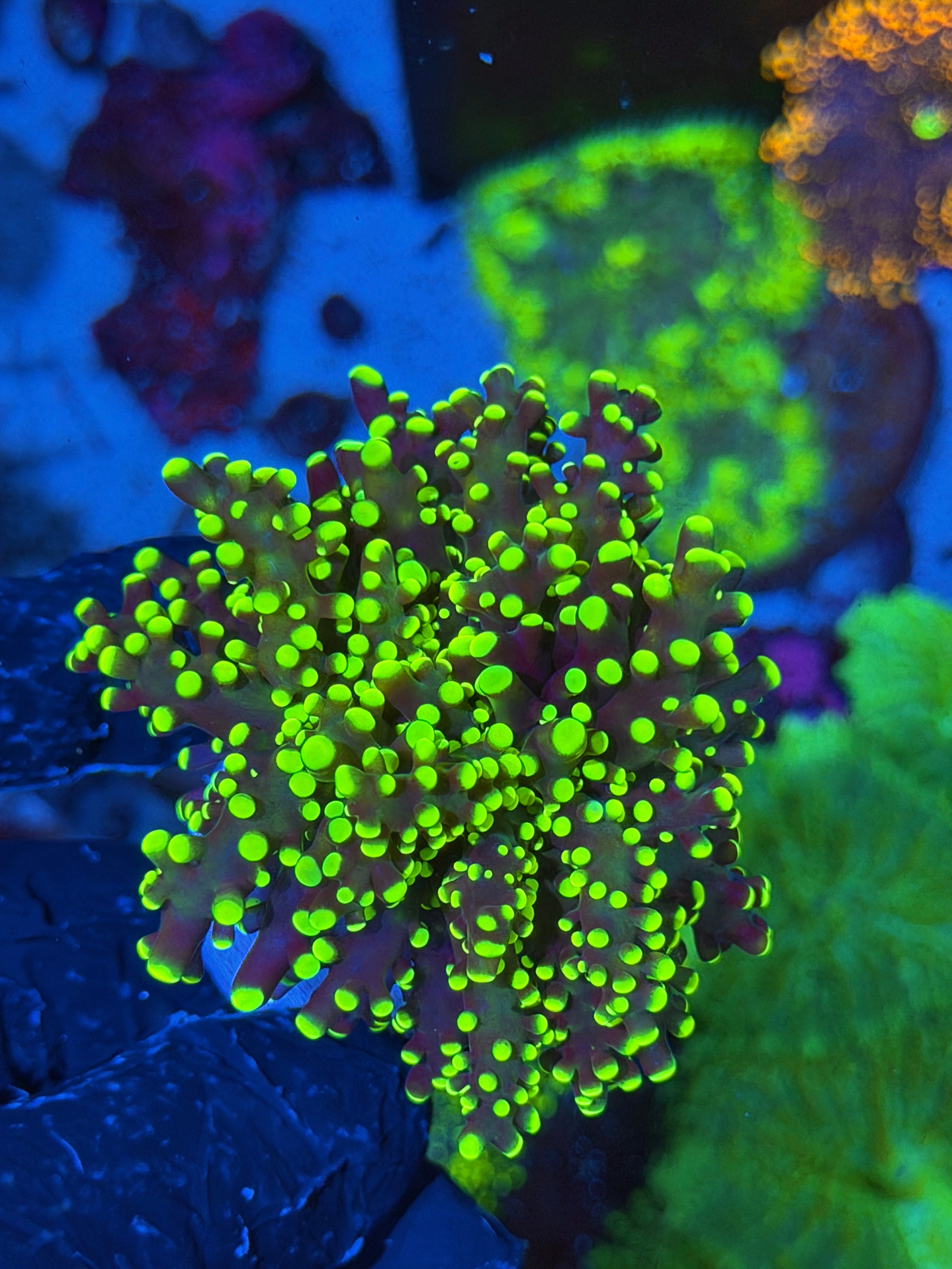 JEA Toxic Yellow Frogspawn Cora 1 XXL Head