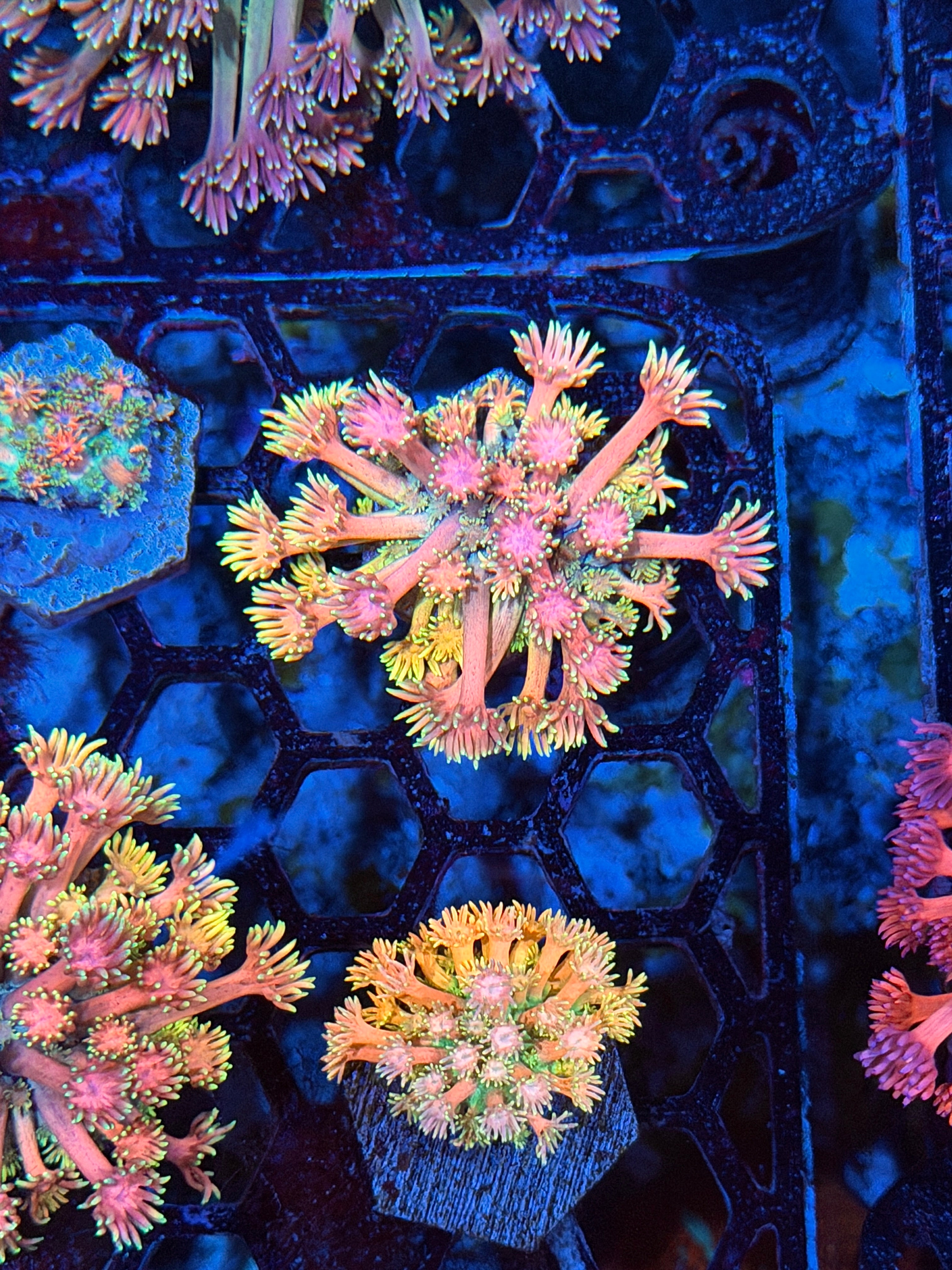JEA Strawberry Banana Goniopora Coral