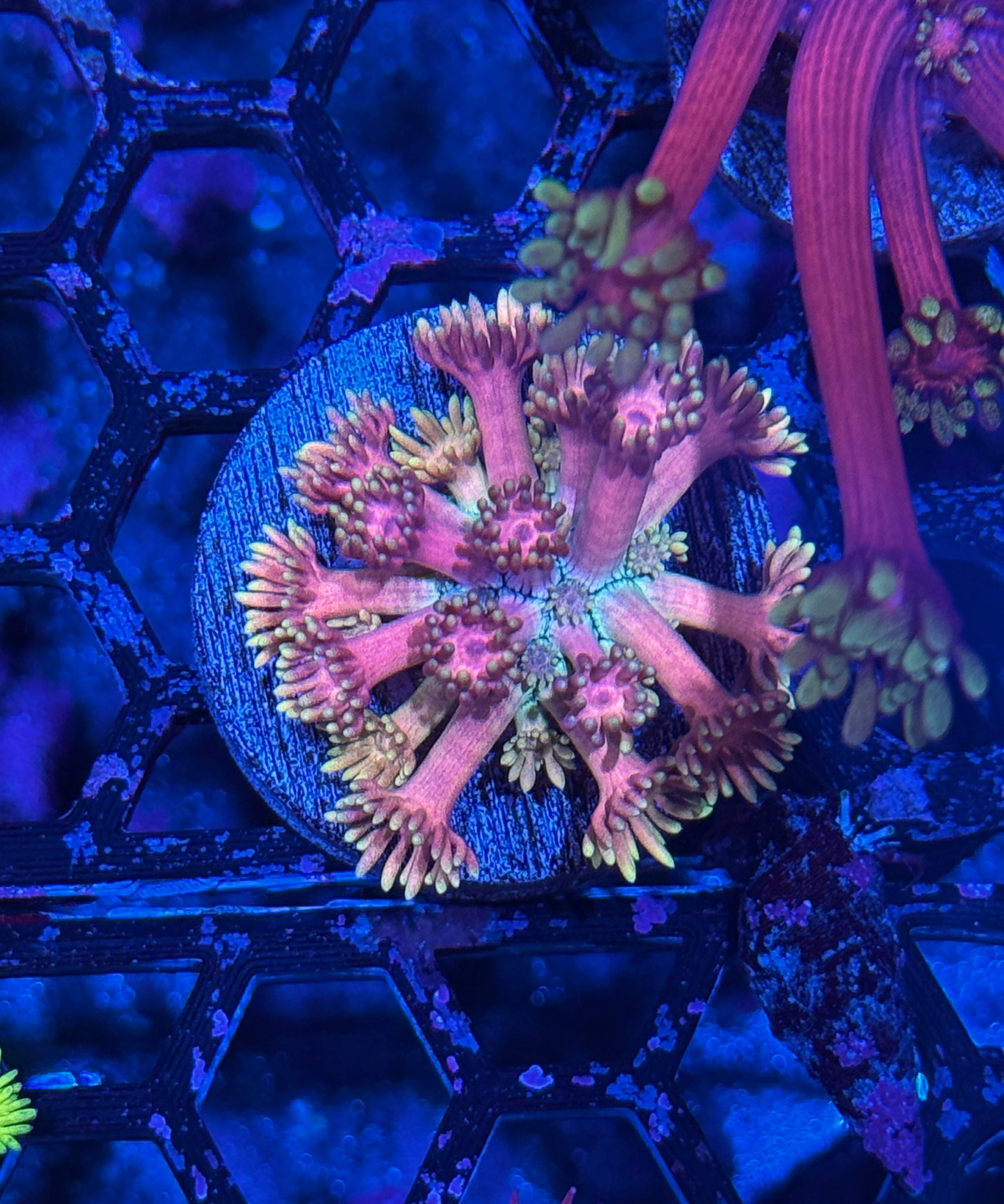 JEA Pink Lantern Goniopora Coral BRIGHT