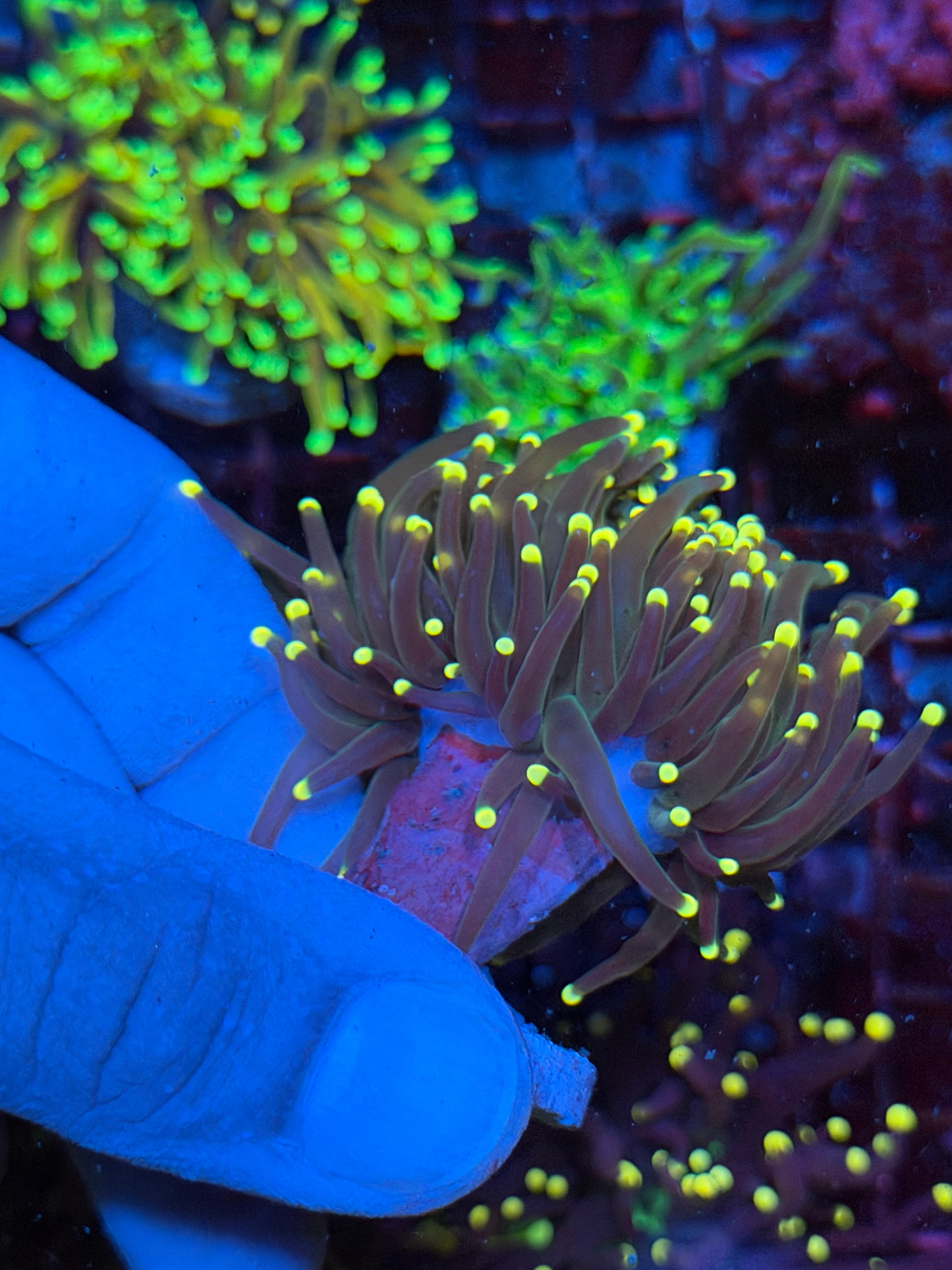 JEA Darksiders Torch Coral 2 HeadsXL