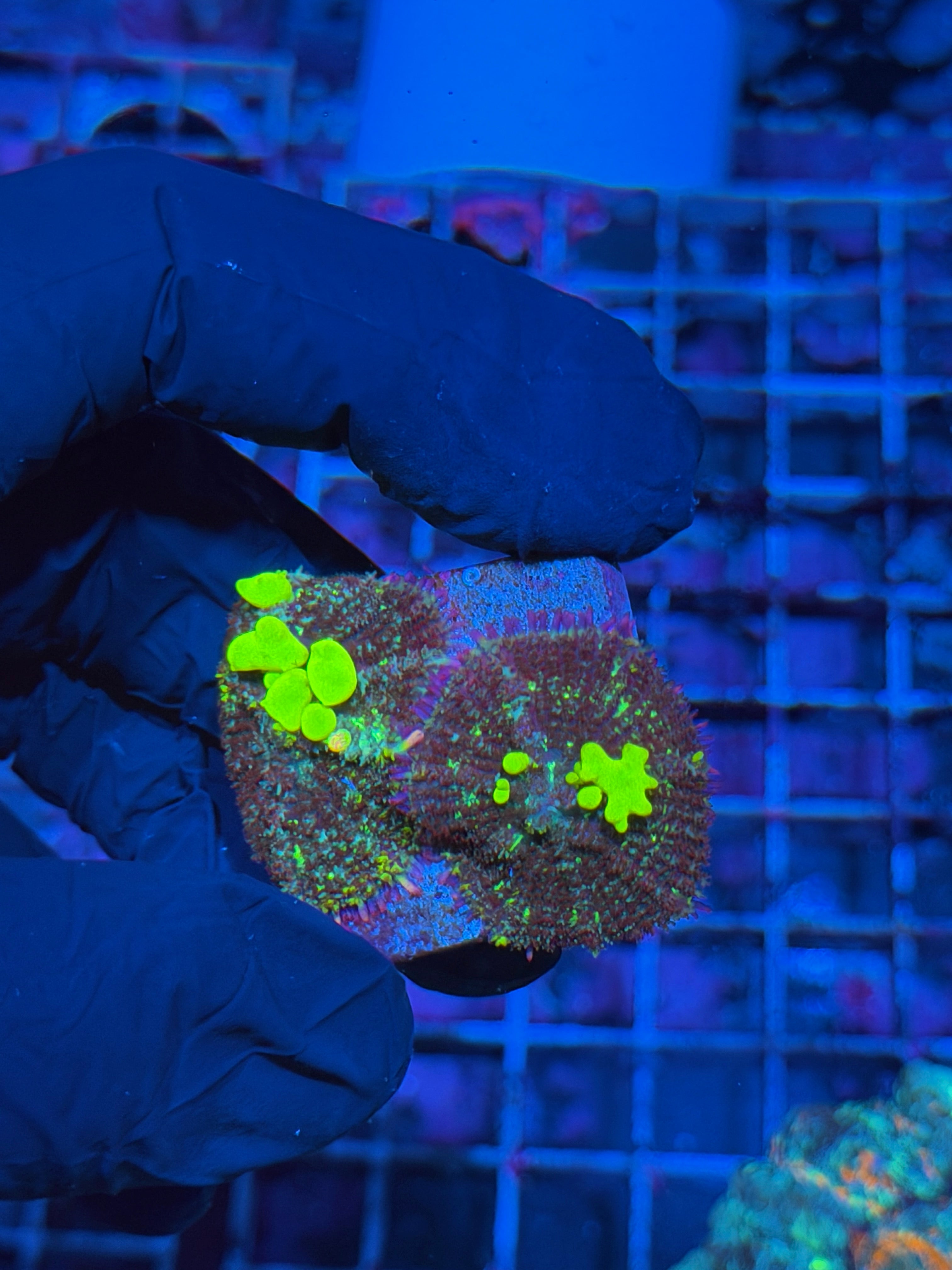 JEA Biohazard Bounce Mushroom Coral Multi Rock 6/4