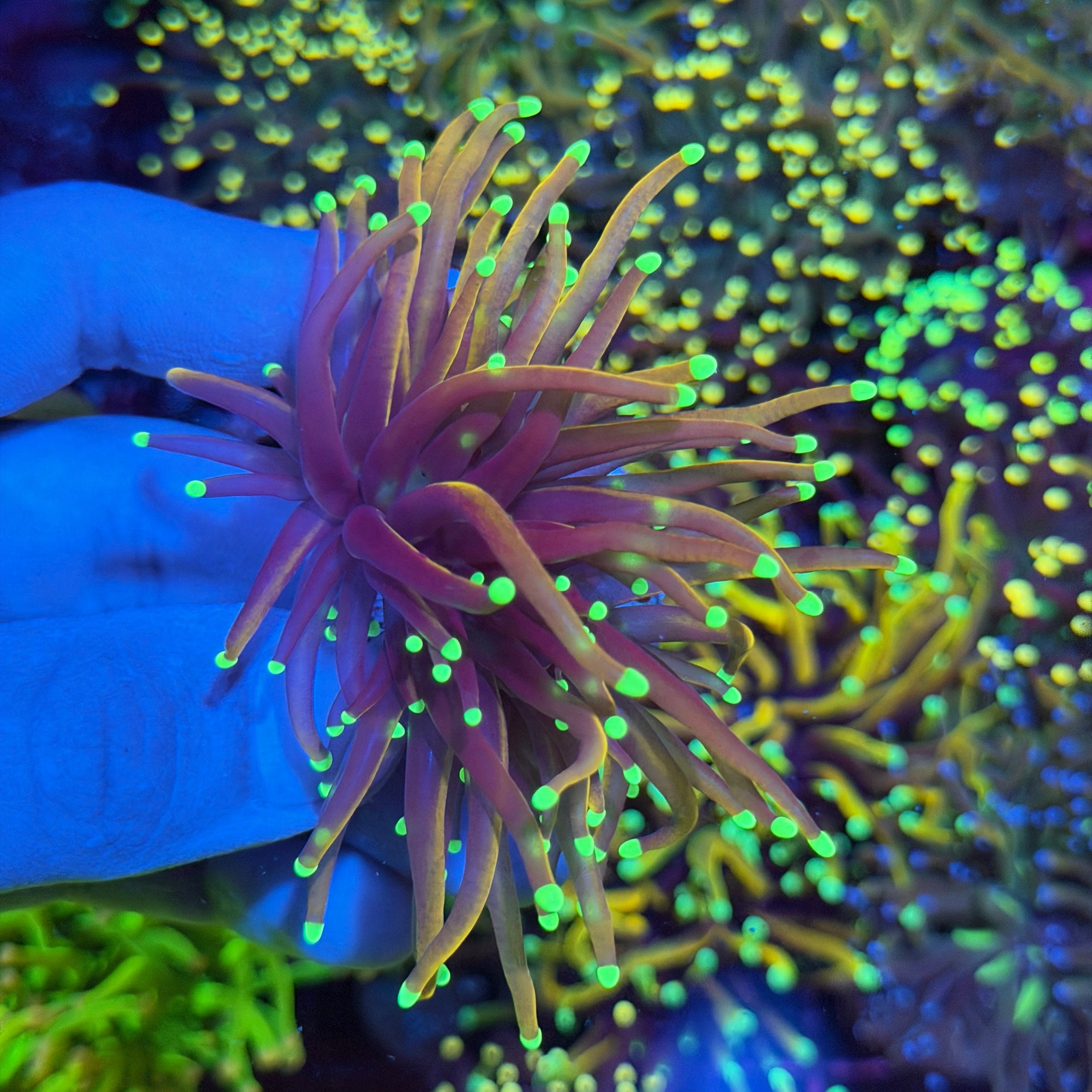JEA Jester Torch Coral 2 Heads XL 6/4