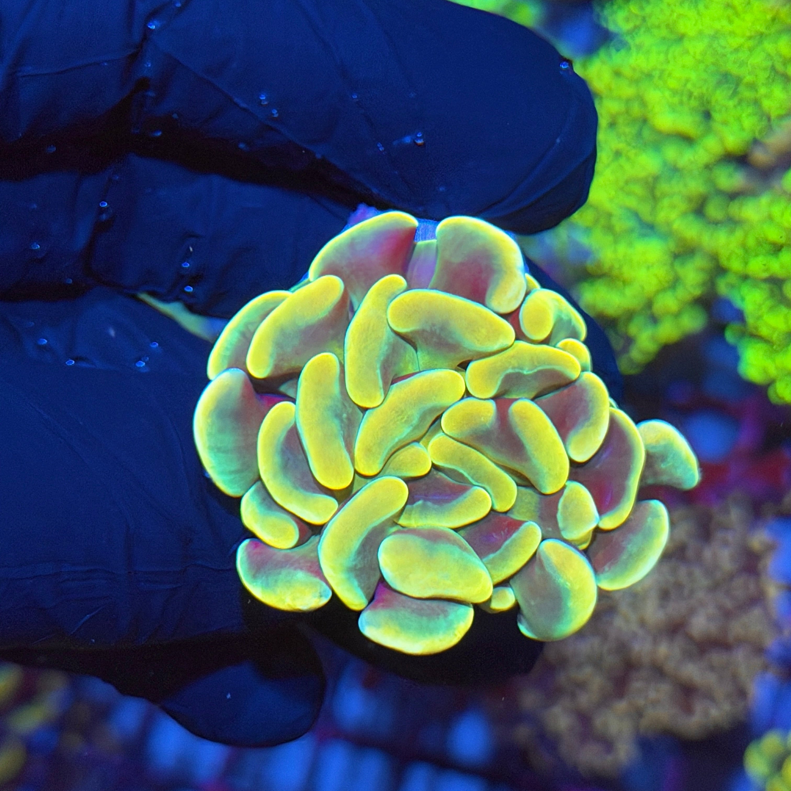 Jay's Exotic Corals