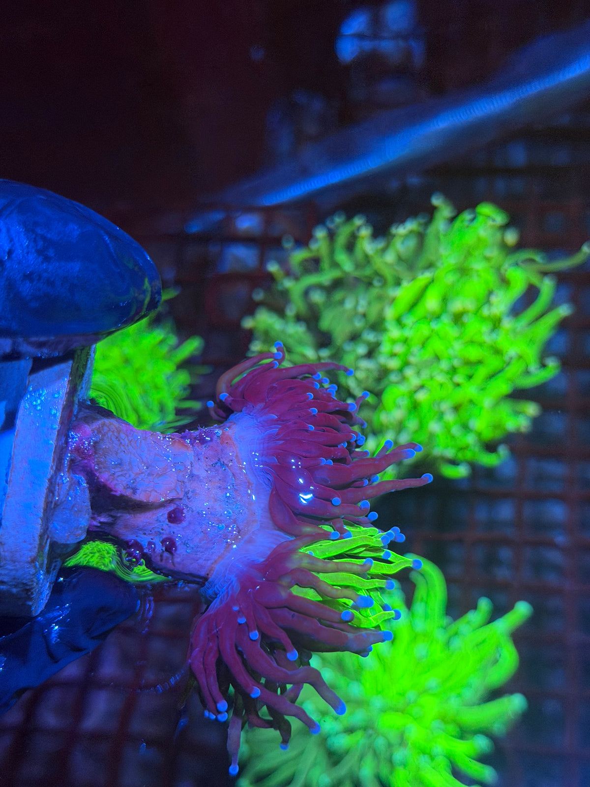 JEA 50/50 Split Grafted Holy Grail Torch Coral 2 XL Heads Splitting Show Piece 9/28