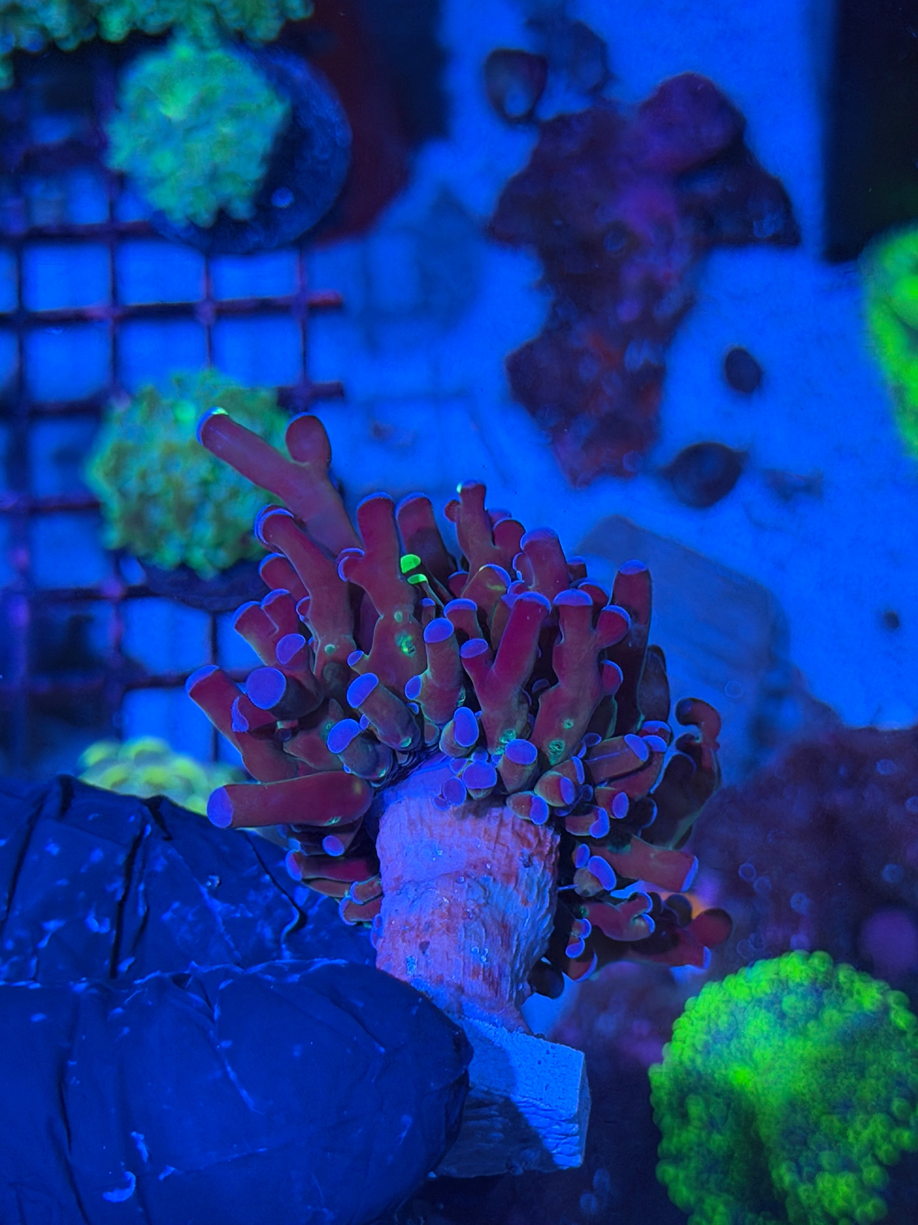JEA Mardi Gras Frogspawn Coral 1 XL Head