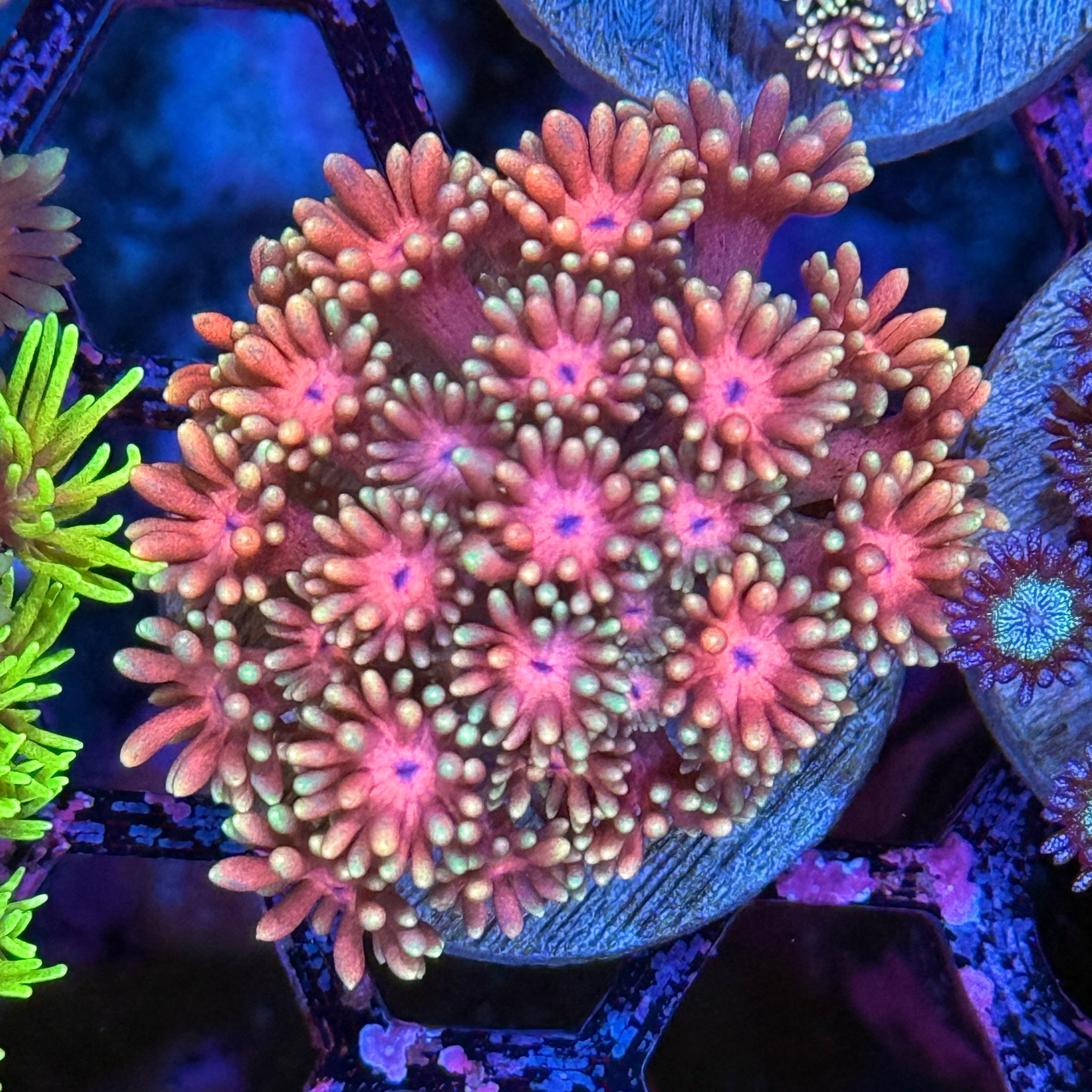 JEA Strawberry Marshmallow Goniopora Coral XL frag