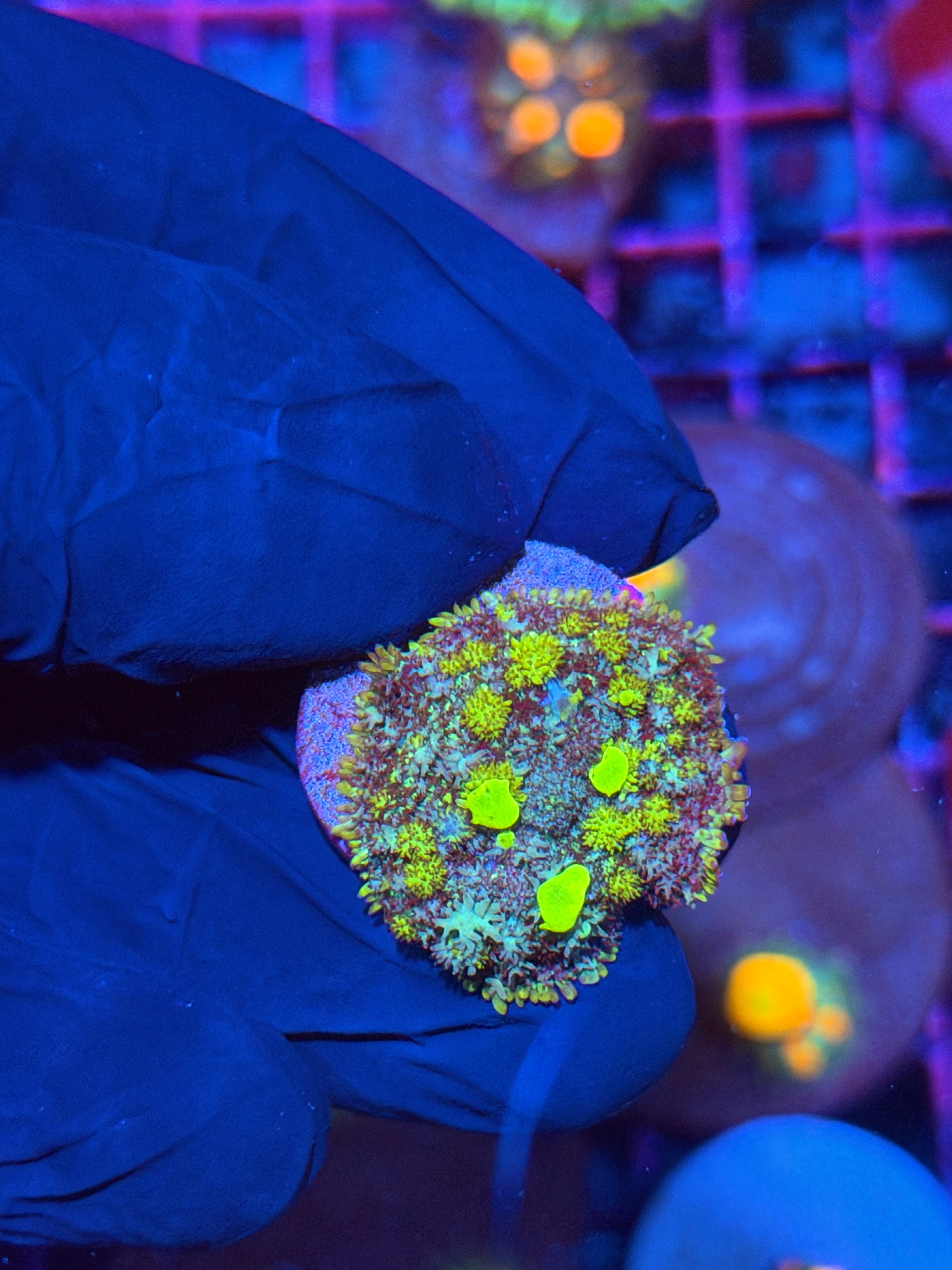JEA Nitro Bounce Mushroom Coral 11/28
