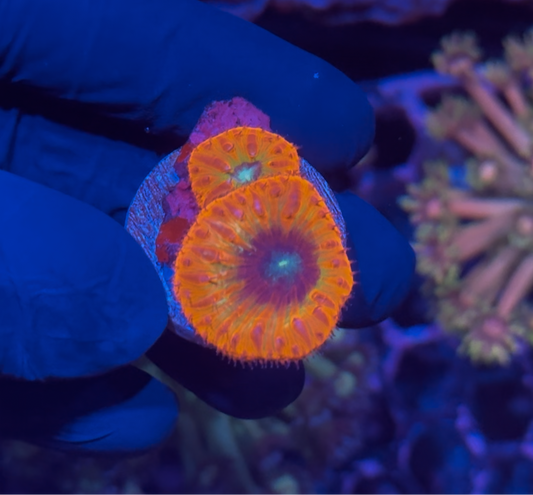 JEA Time Traveler Blastomussa Coral Insanely Bright XL