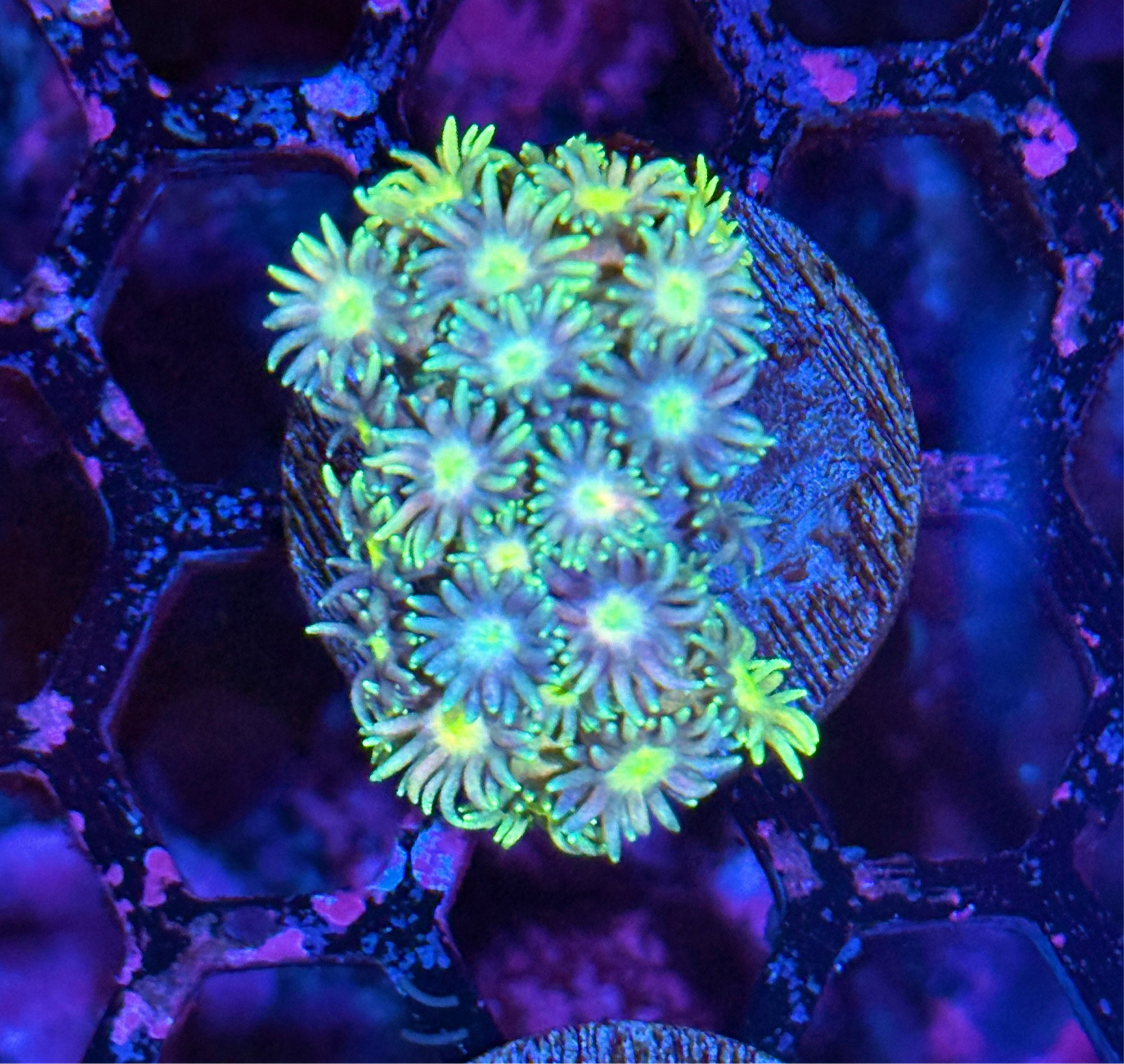 JEA NightWalker Goniopora Coral