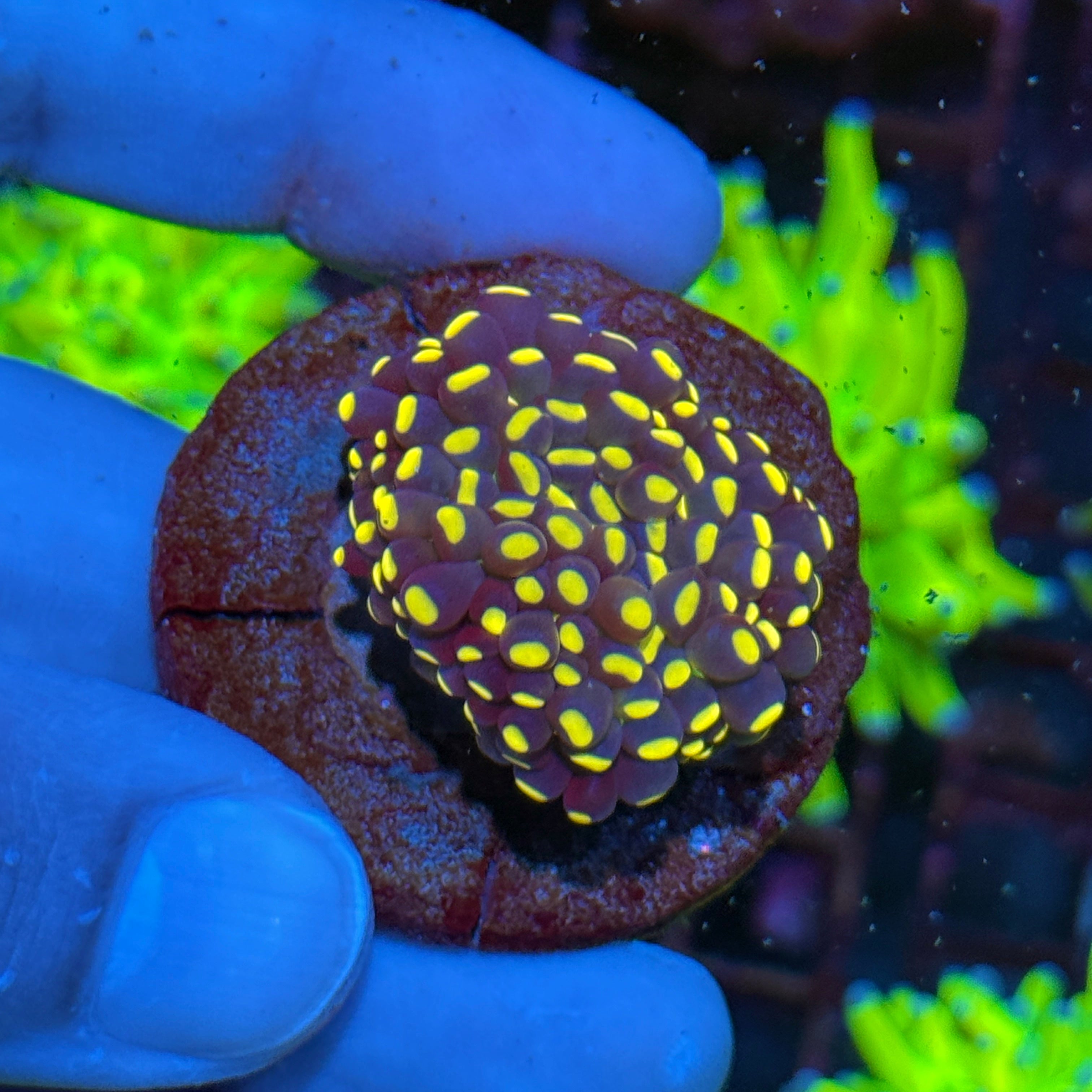 JEA Malaysian Joker Torch Coral Fat Head