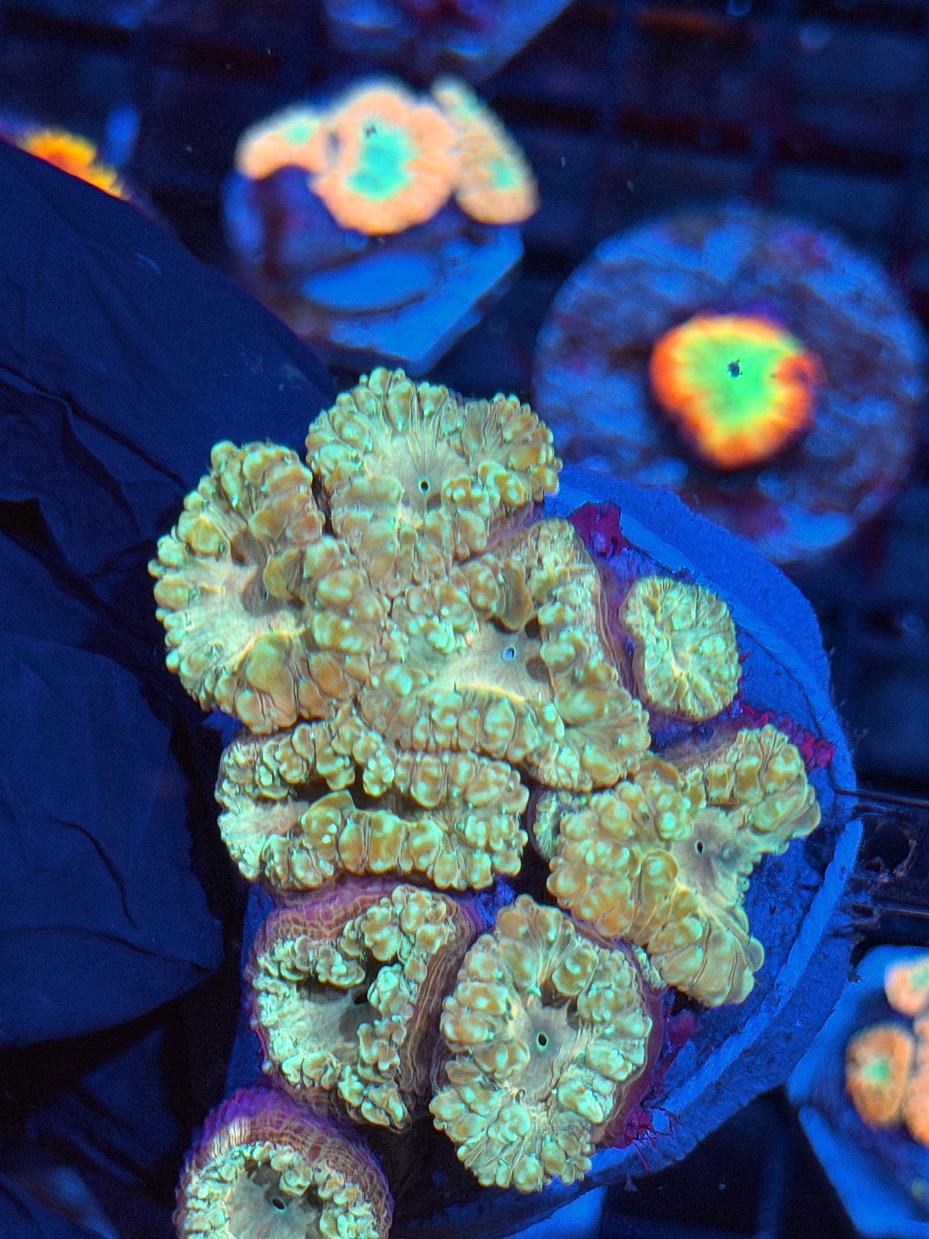 JEA Oompa Loompa Blastomussa Coral Colony  XXL 9+ Heads