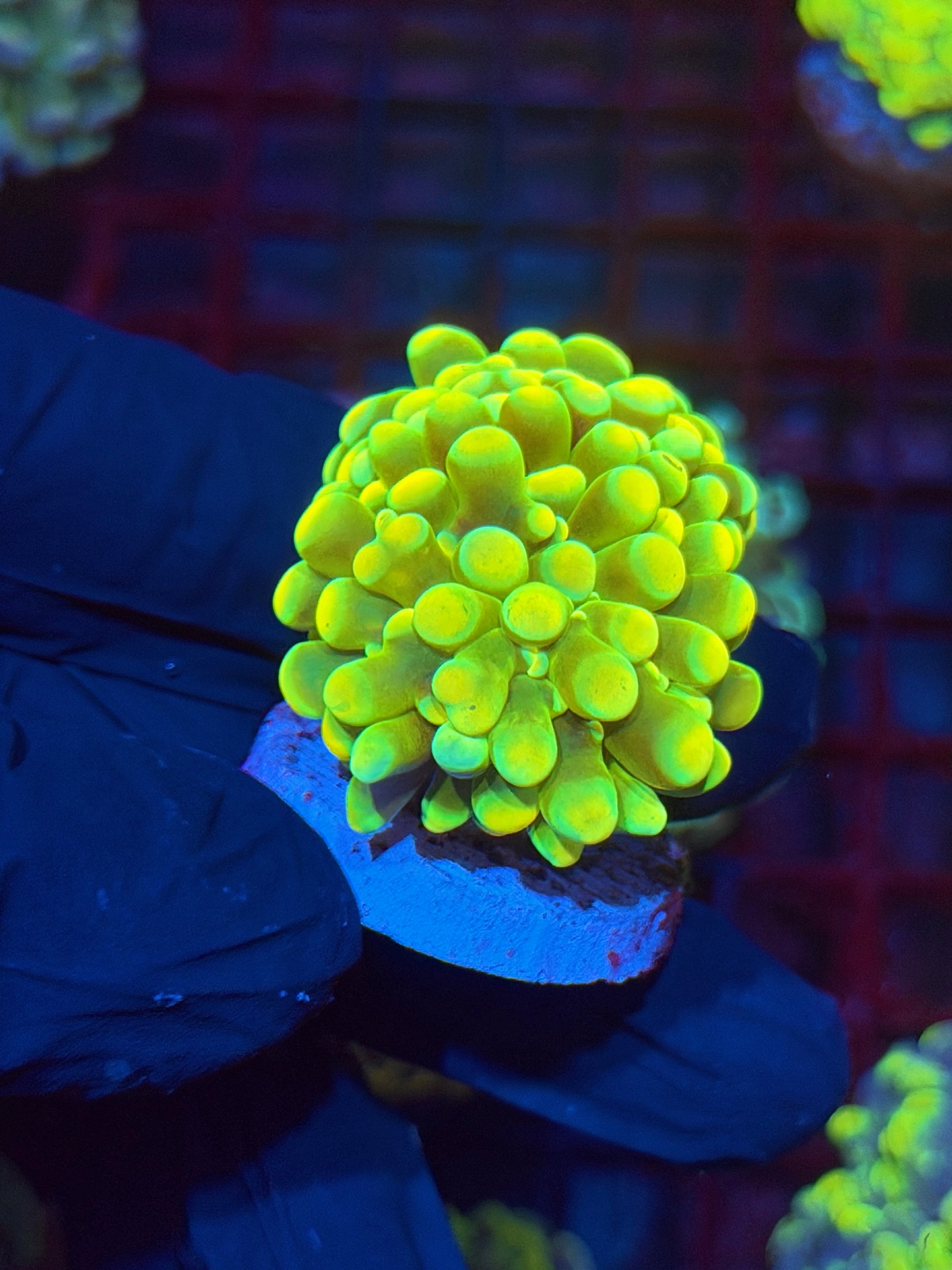 JEA Holy Grail Hammer Coral 2 Heads Splitting XL 11/3