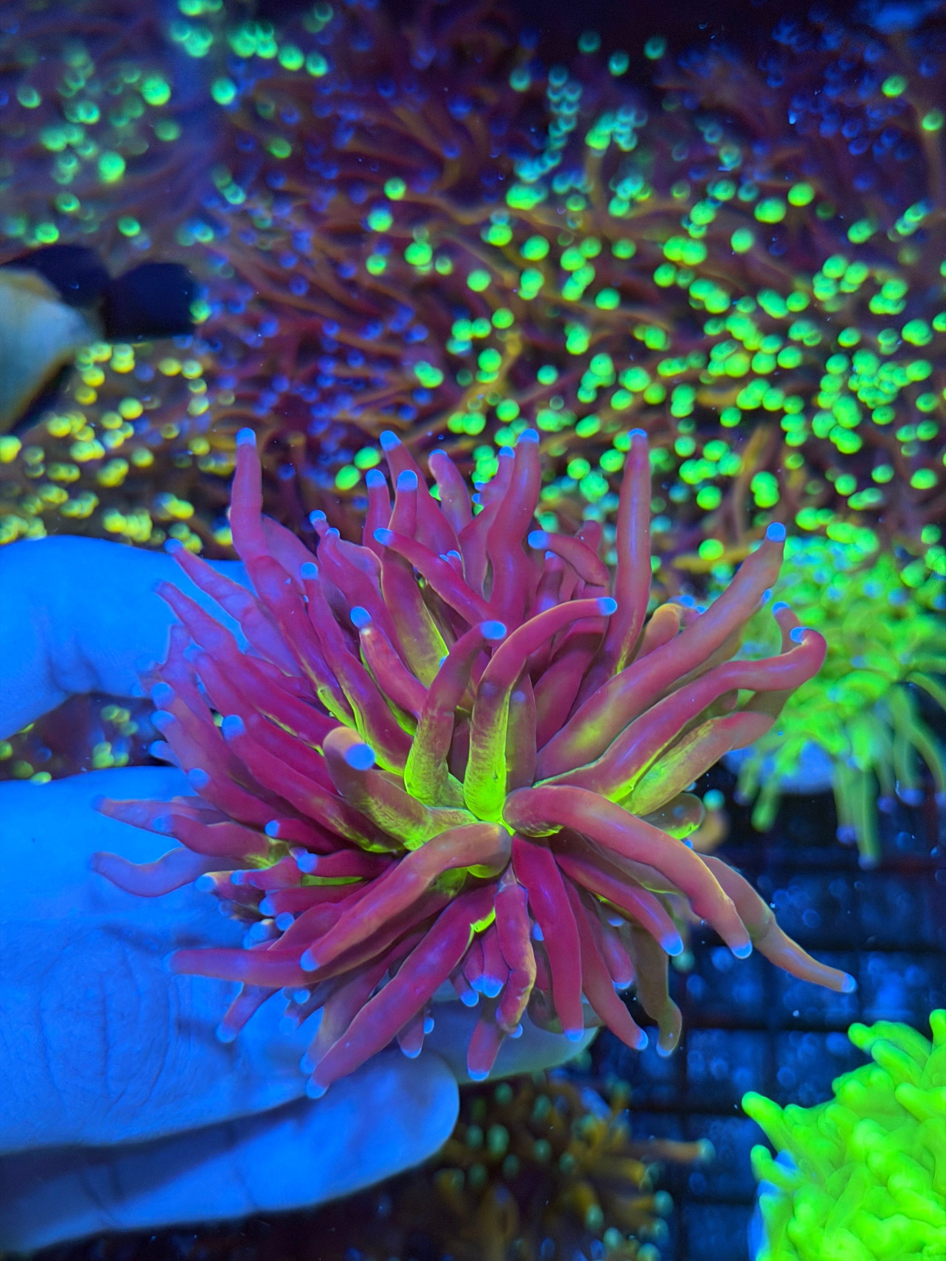 JEA Tiger Torch Coral Bright Green Mouth XXL 9/6