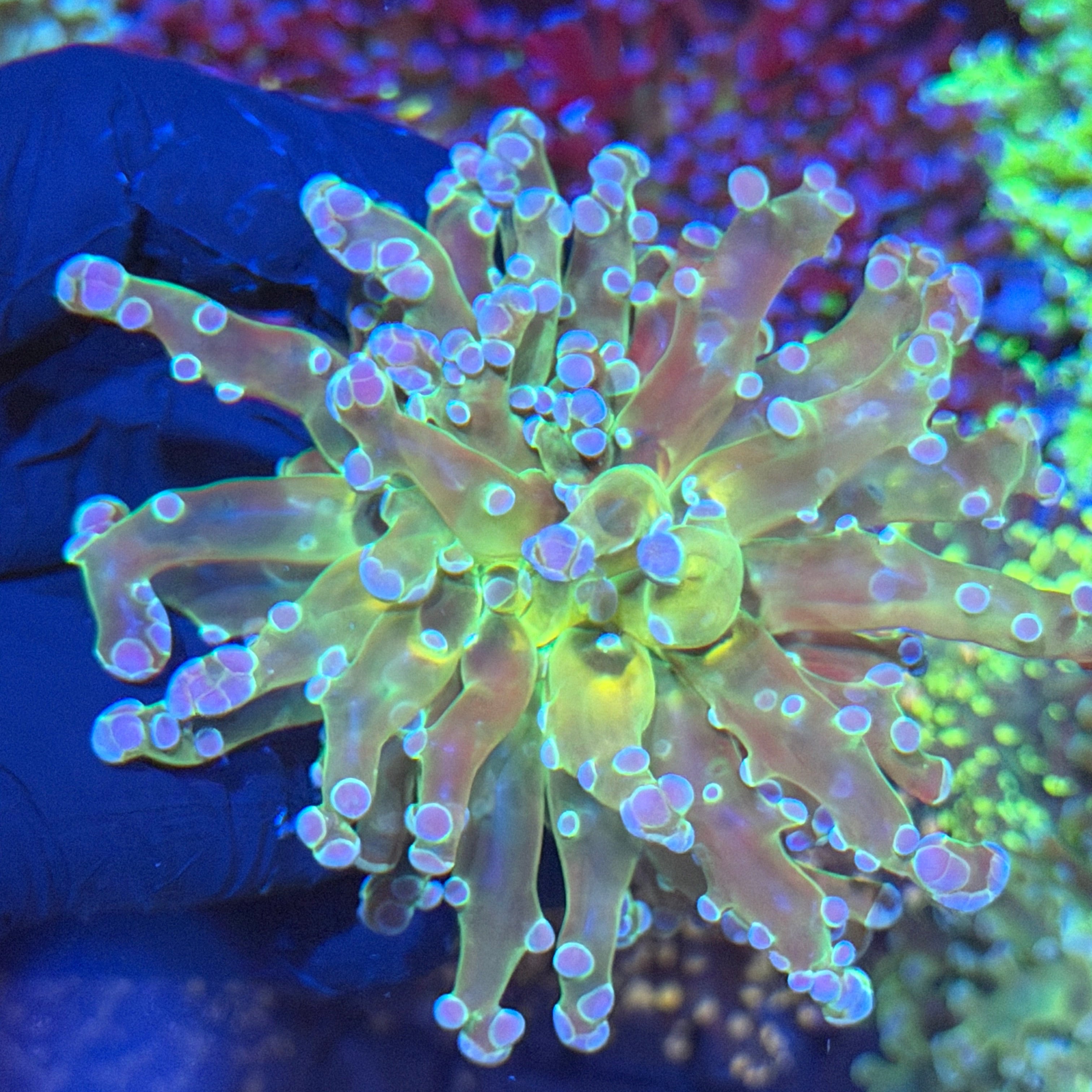 JEA Holy Grail Frogspawn Coral 1 XL Head 6/4