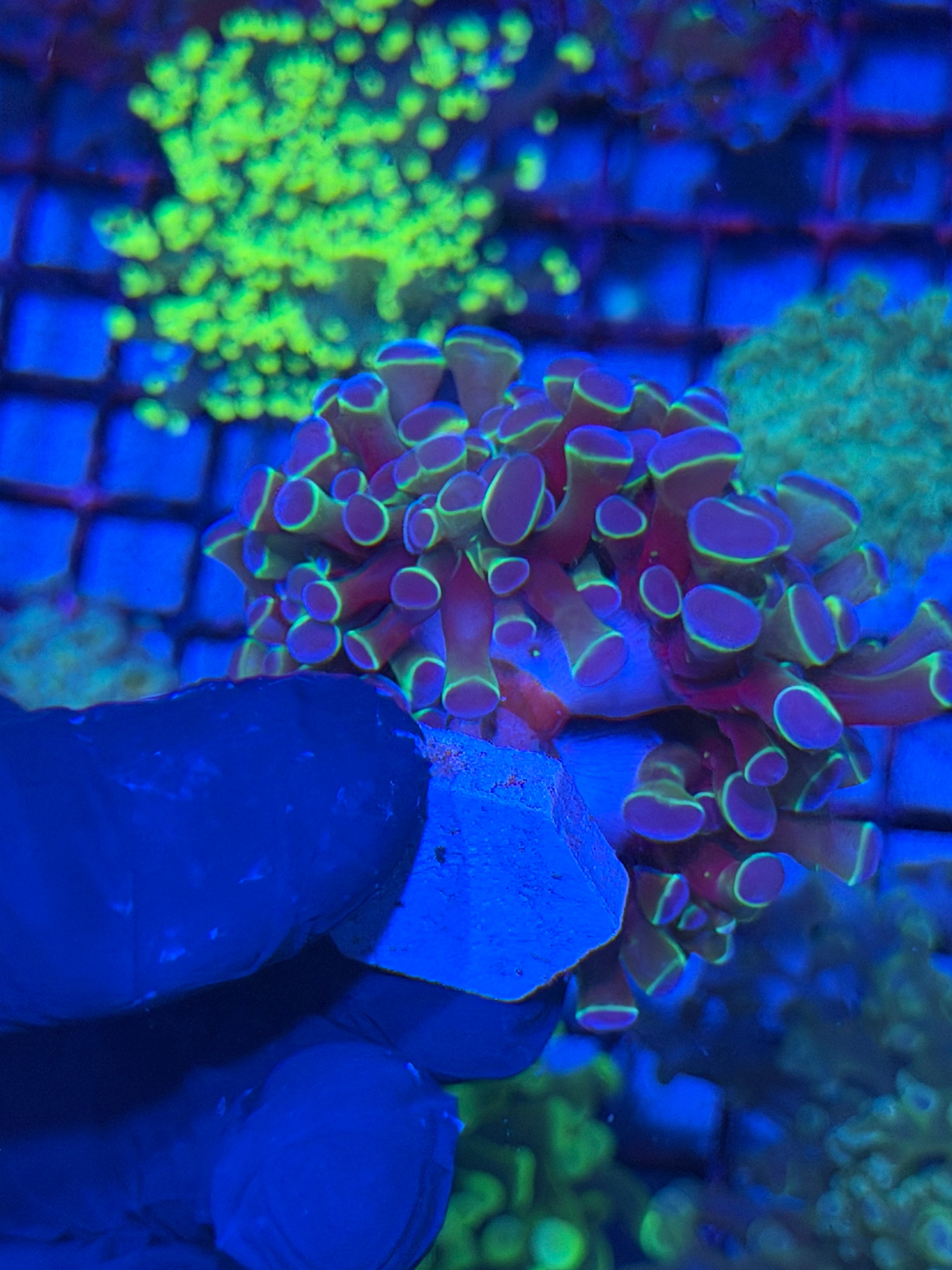 JEA Multicolor Hammer Coral Colony XXL 4+ Heads 7/21