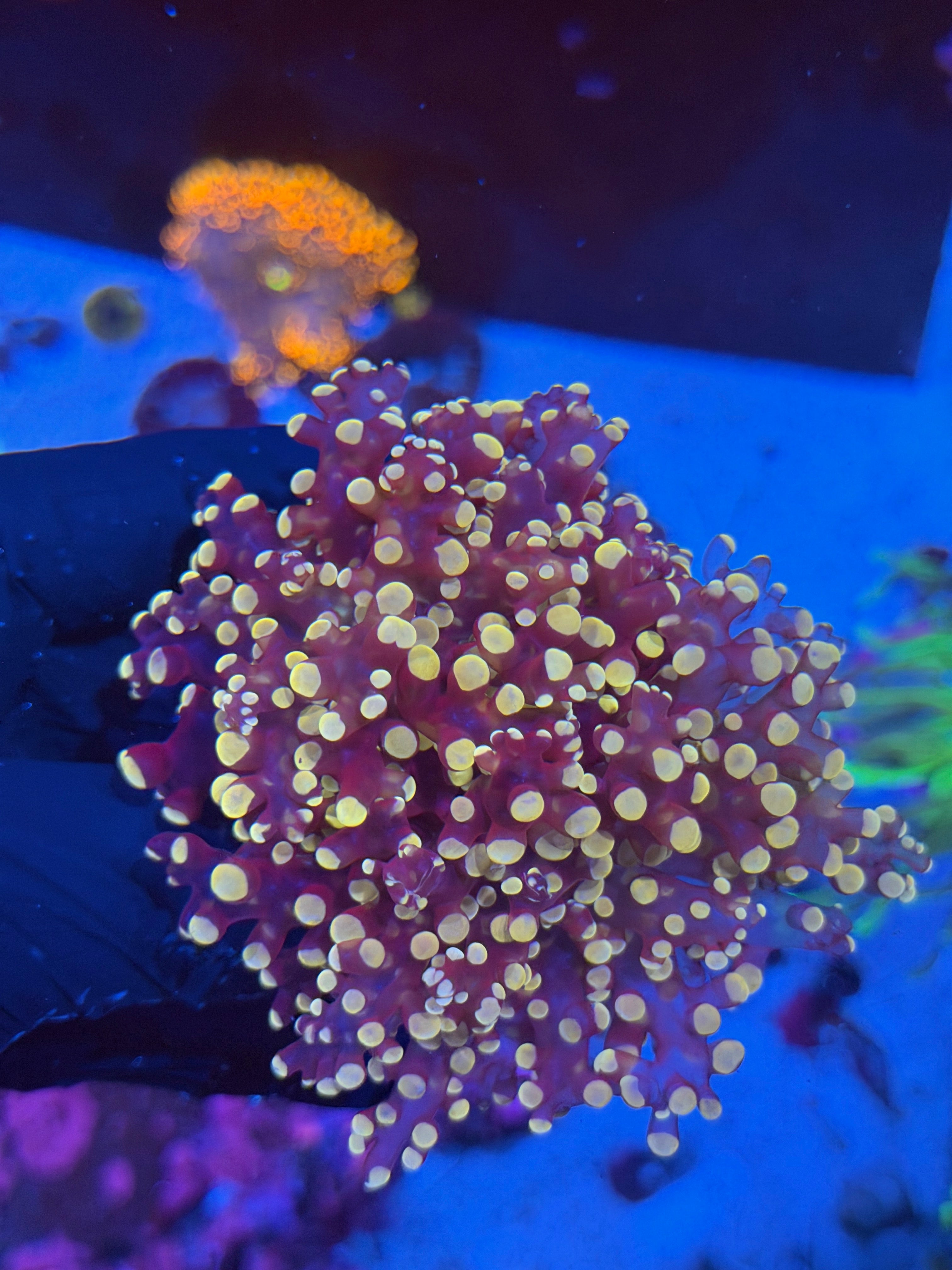 JEA Princess Peach Frogspawn Coral 2 Heads XXL 7/10