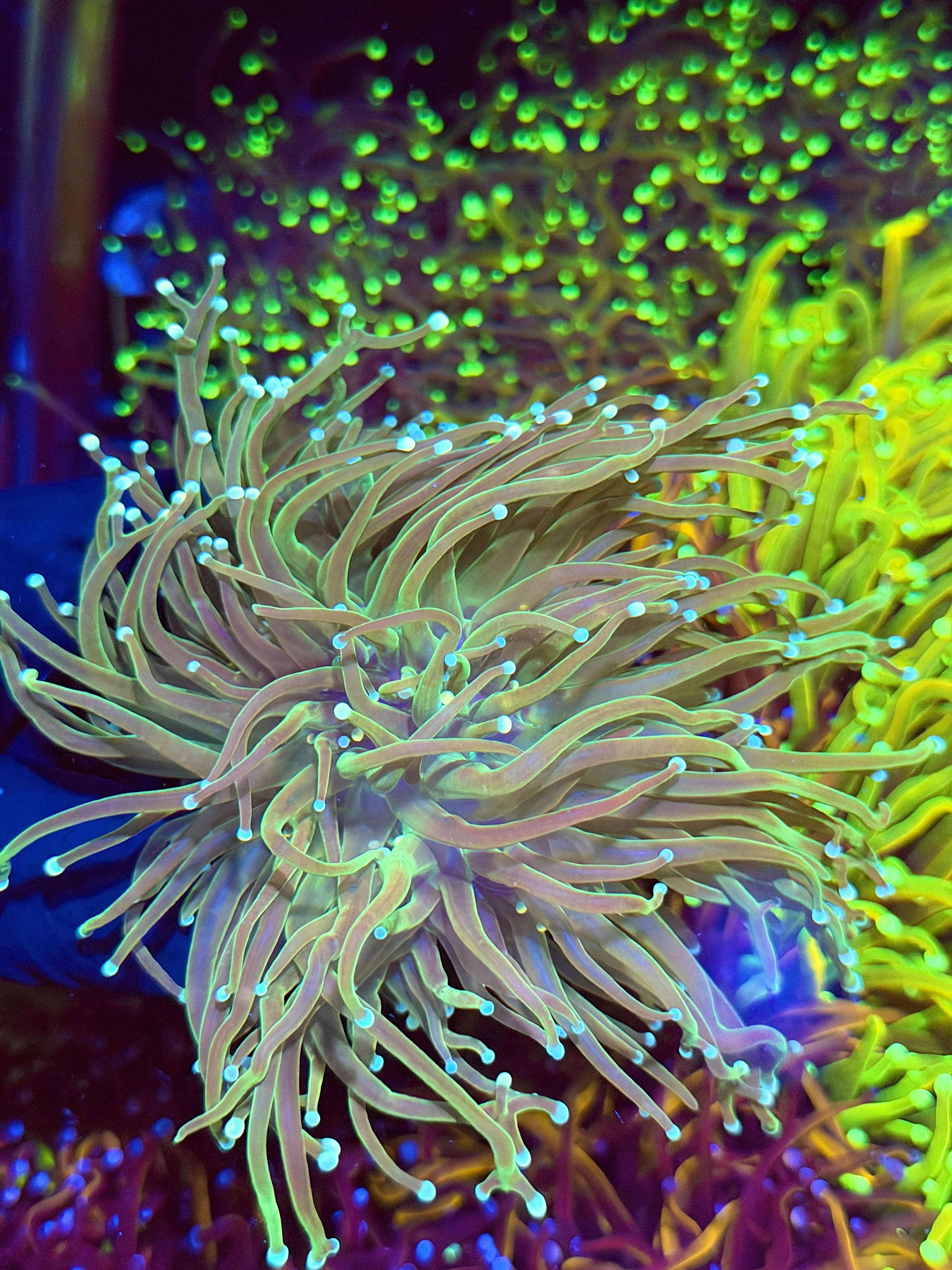 JEA Jedi Master Torch Coral 4 XXL Heads Splitting *New Release* 7/10