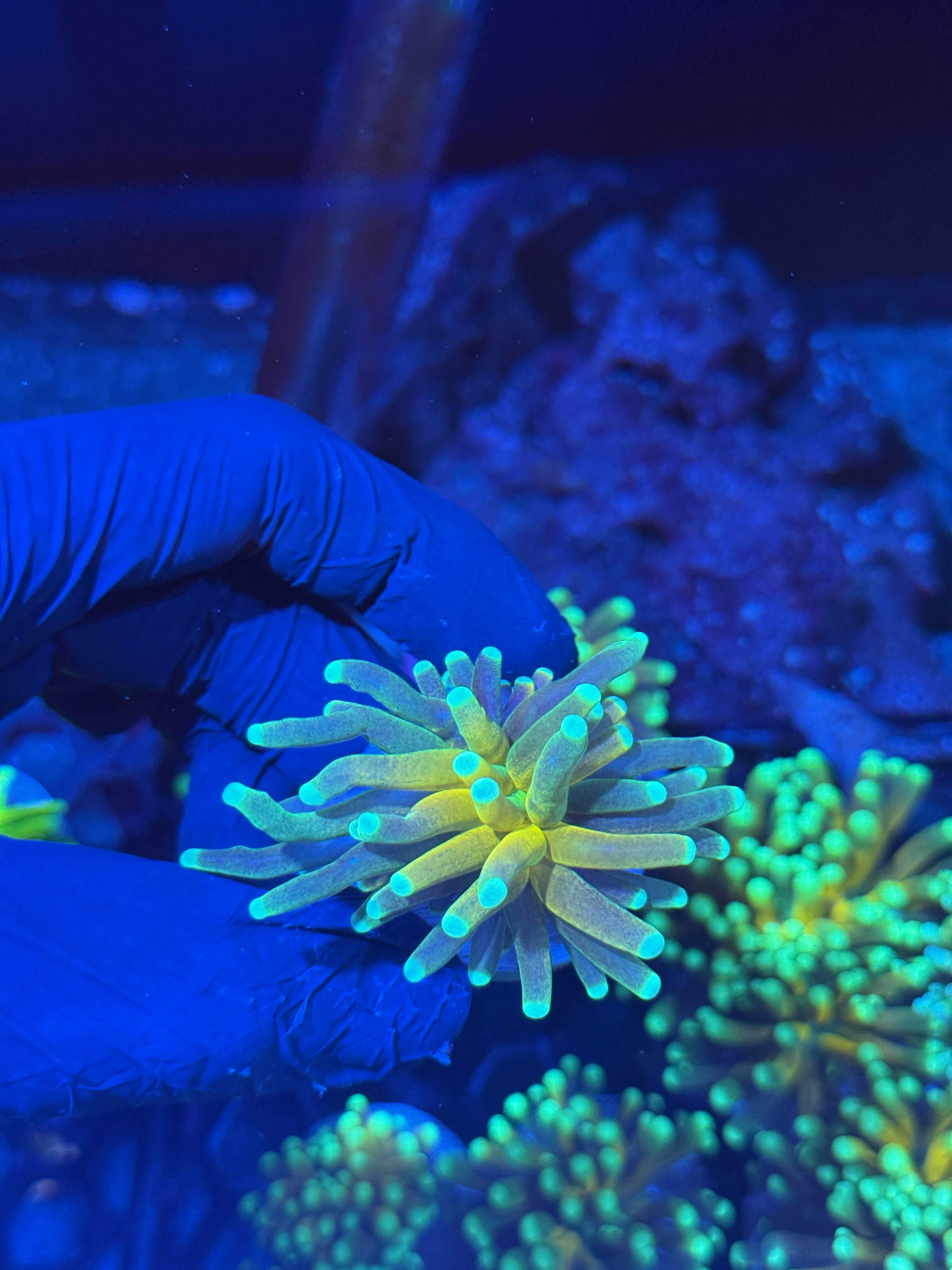 JEA Branching Tiger Torch Coral 1 Head