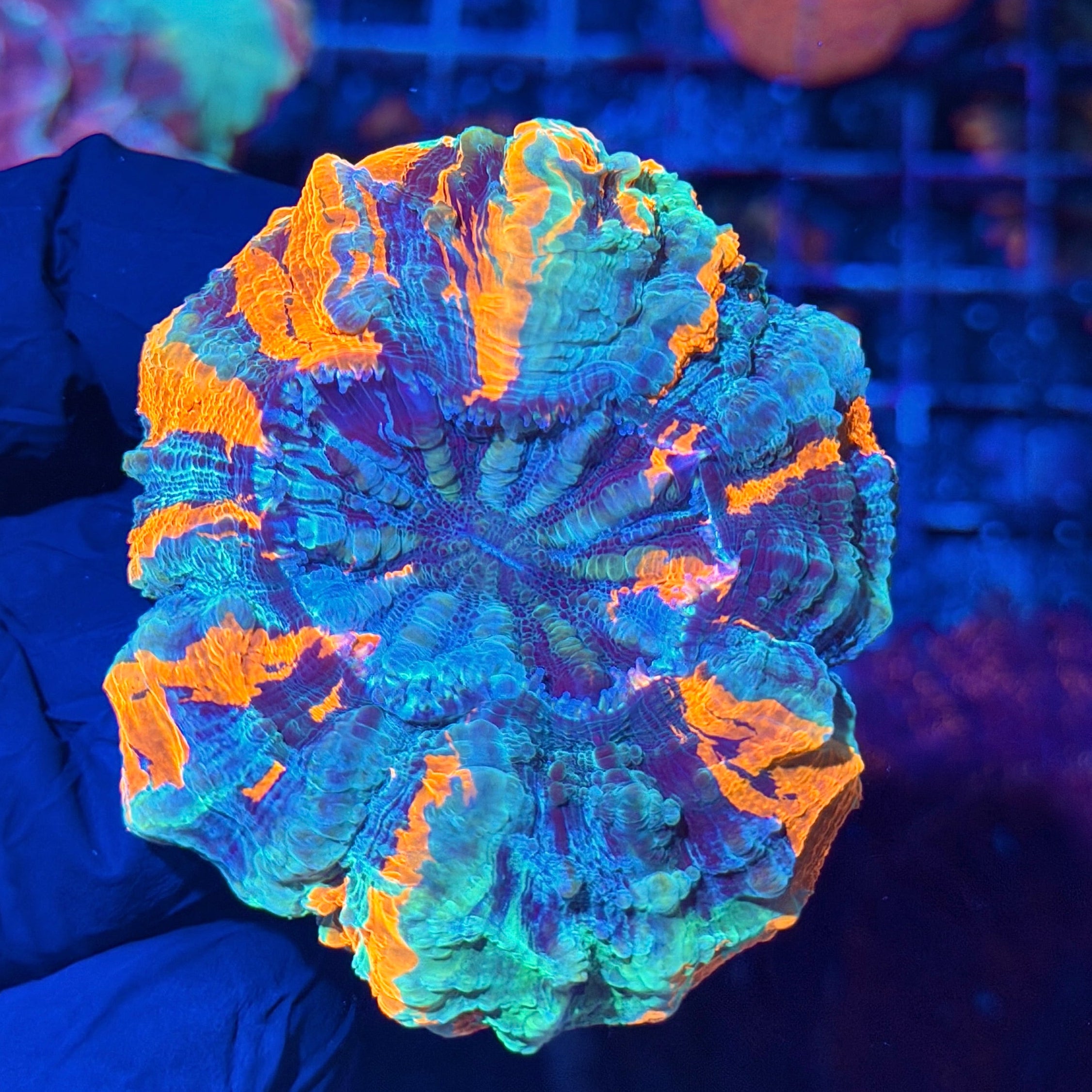 Bright Striped Acanthophyllia Meat Coral 8/1