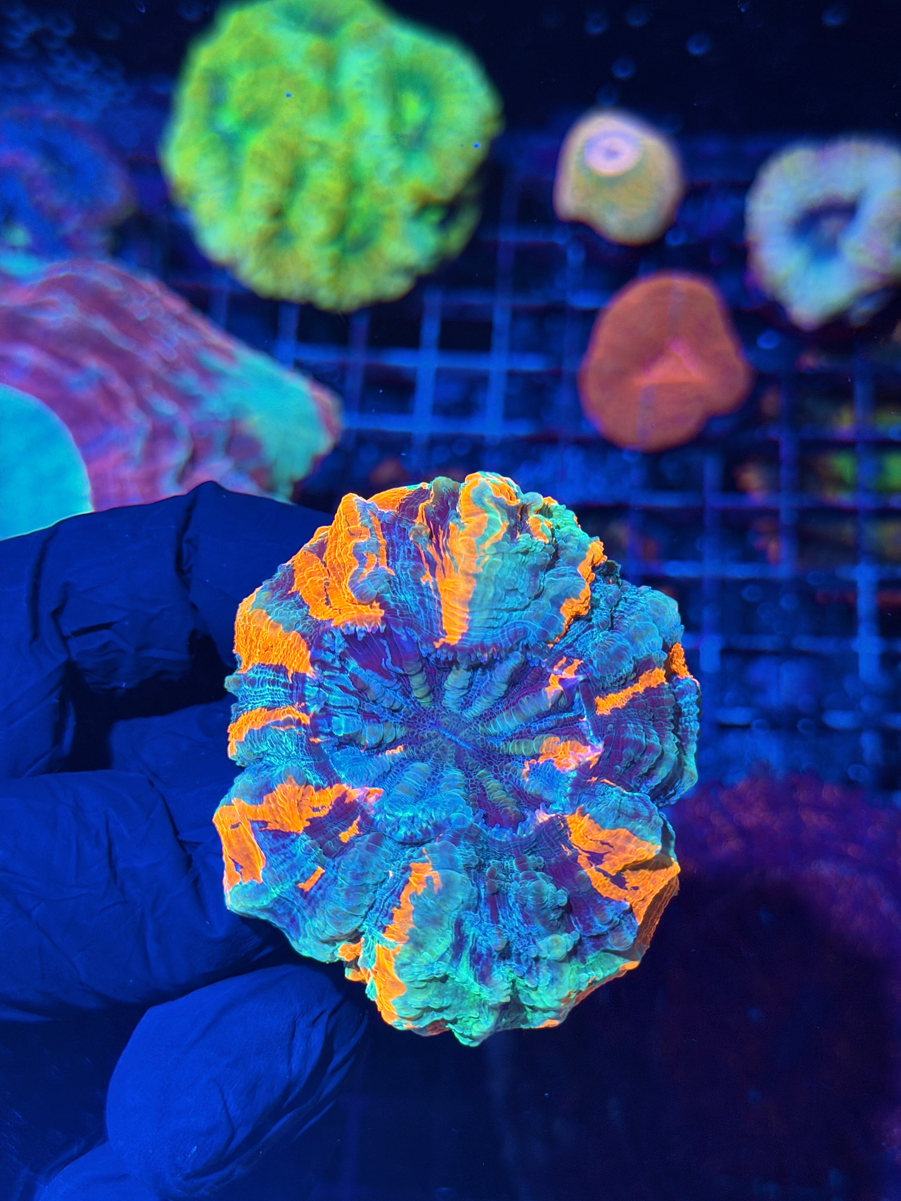 Striped Acanthophyllia Meat Coral