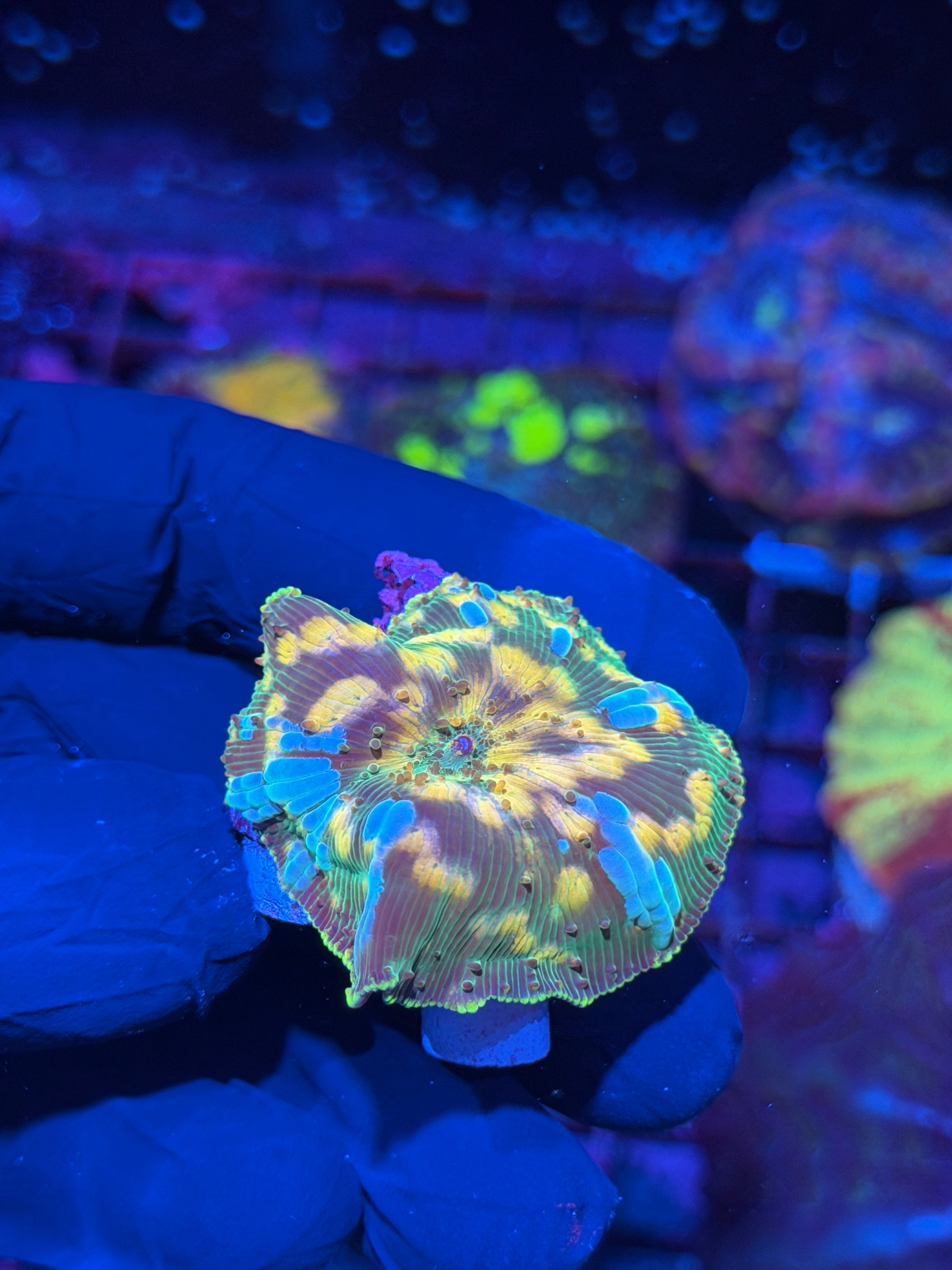 JEA Interstellar Jawbreaker Mushroom Coral XL