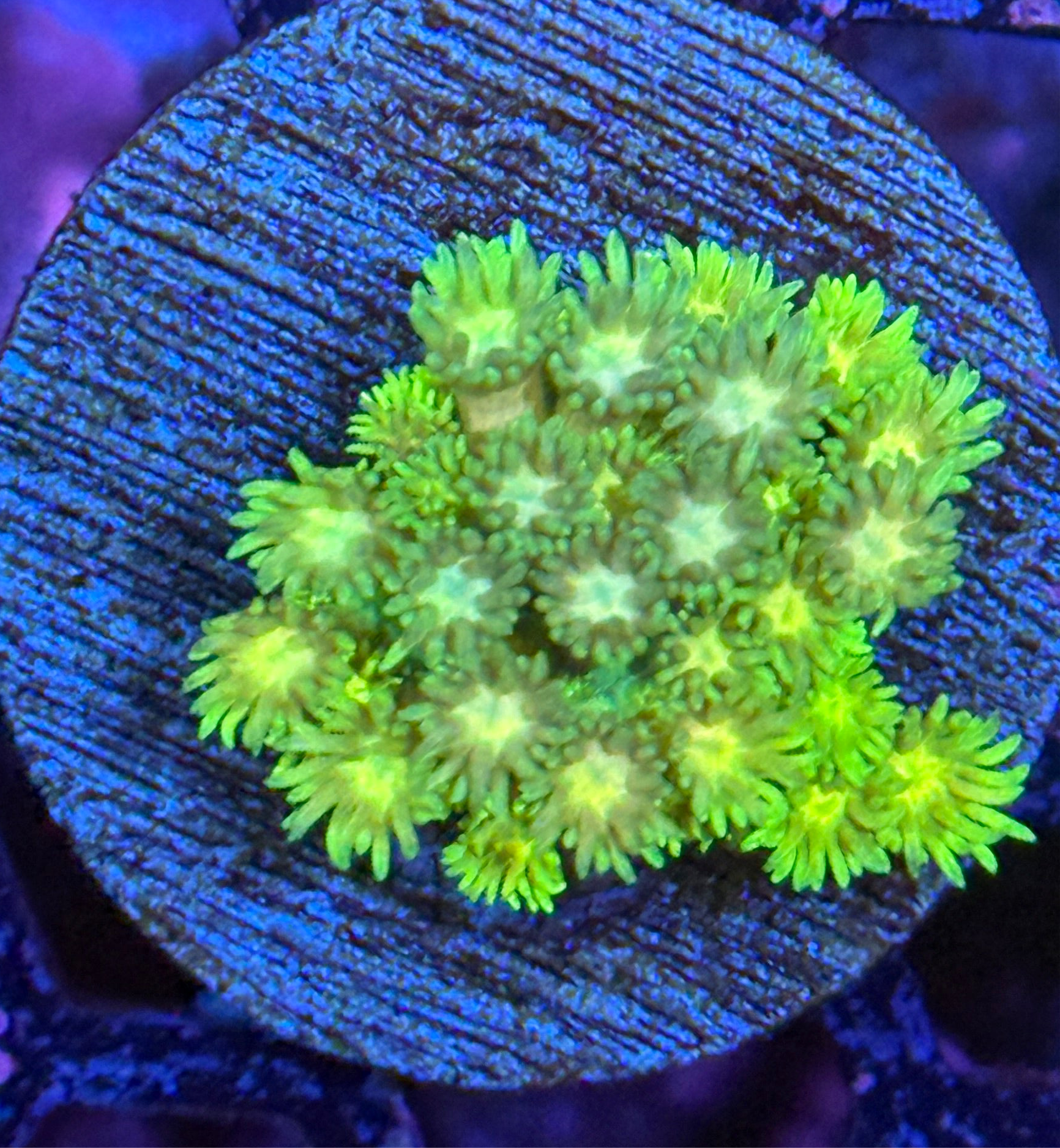 JEA Lemon Lime Goniopora Coral