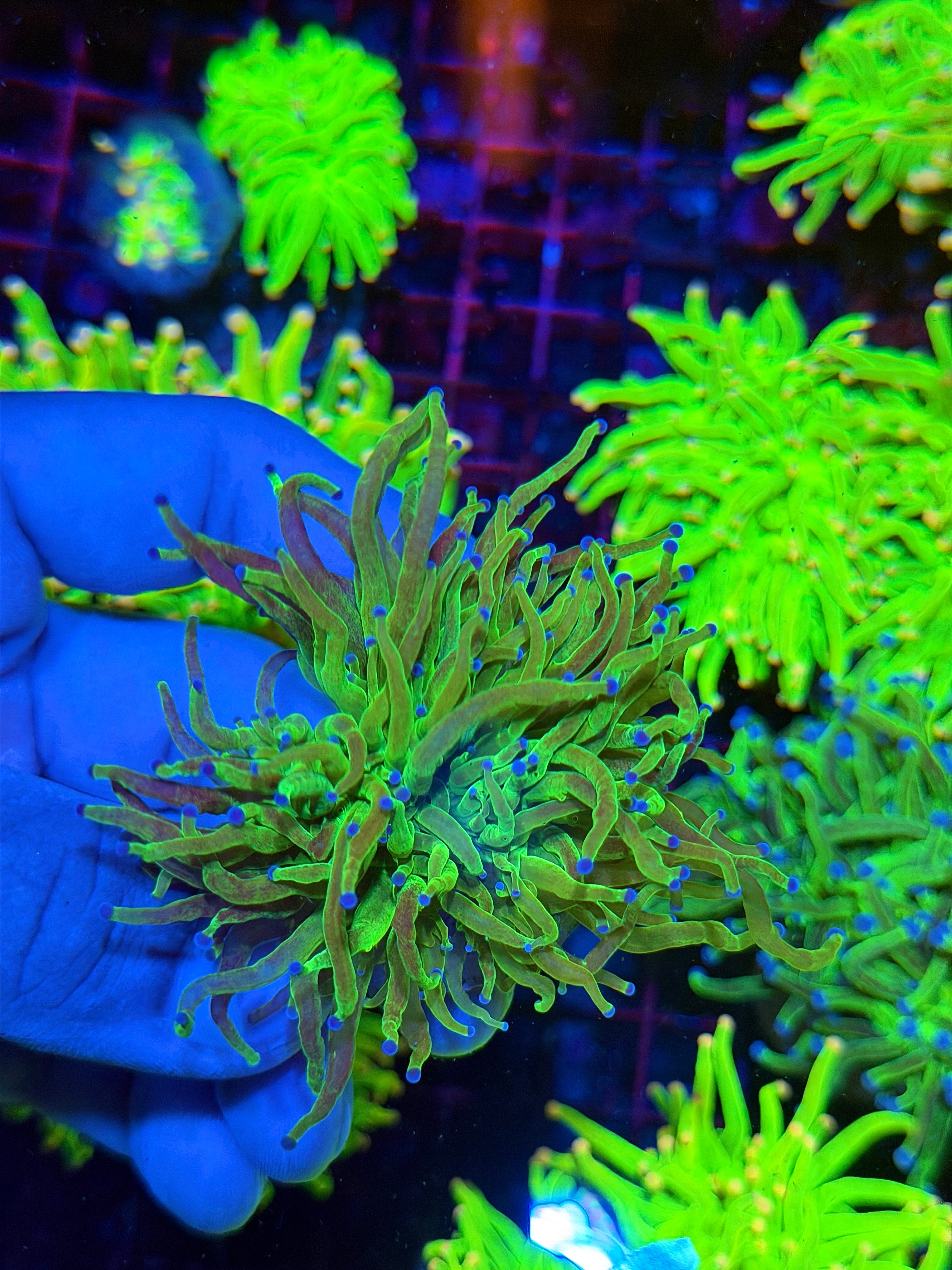 Grafted Glitter Todd’s Torch Coral Splitting 3 Ways XL