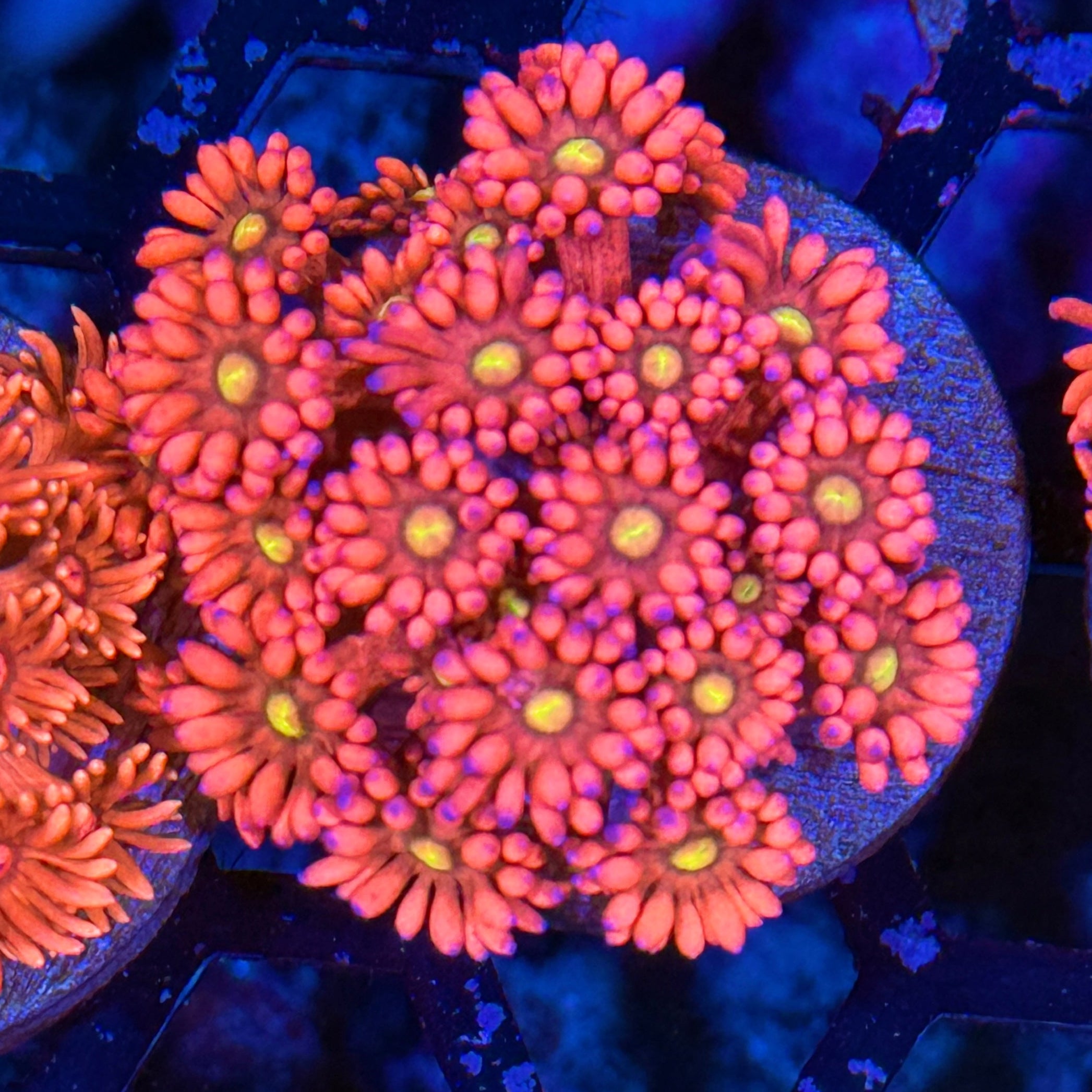 JEA Dragonfruit Goniopora Coral XL Frag Grafted Tips 10/12