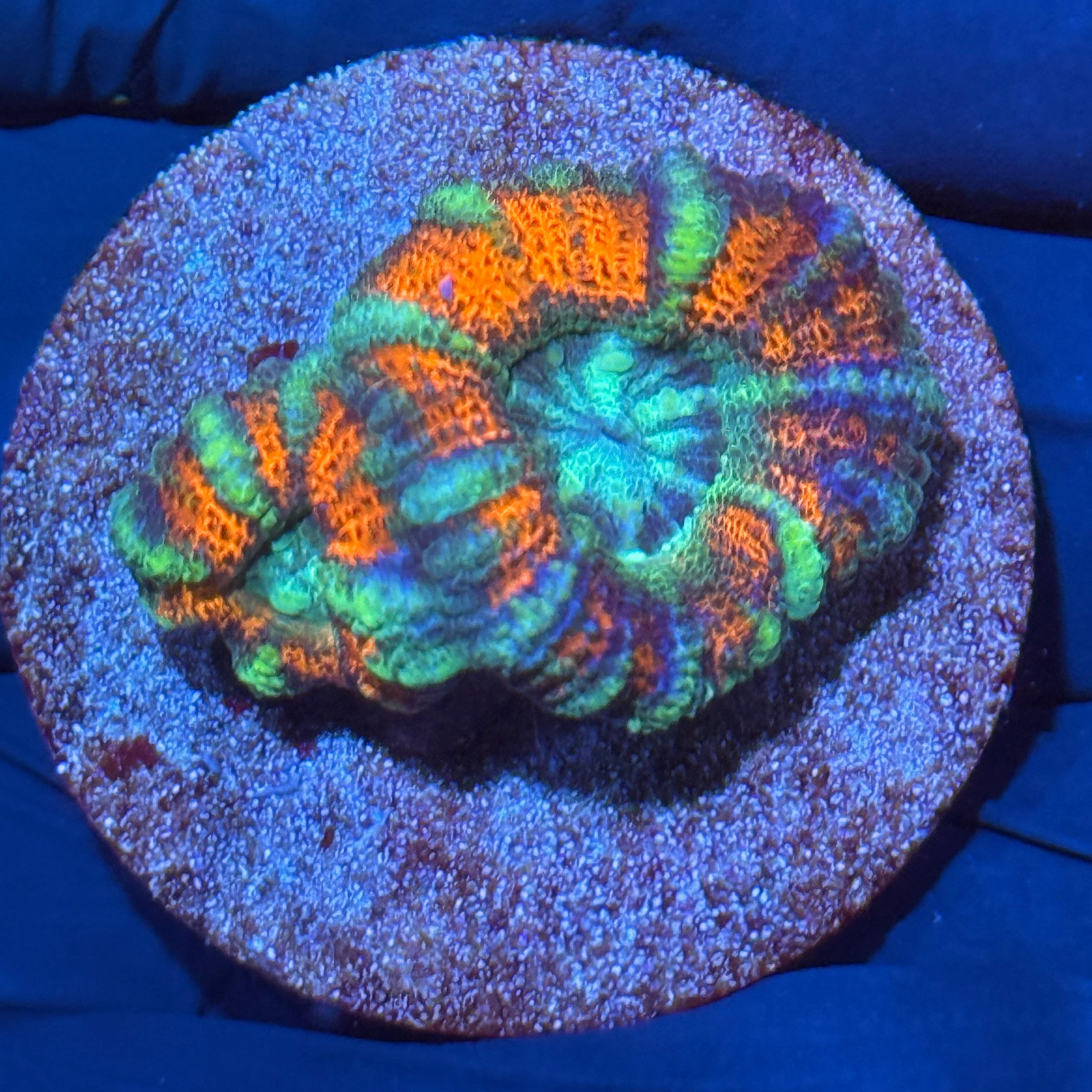 JEA Rainbow Whirlpool Asian Acans Coral