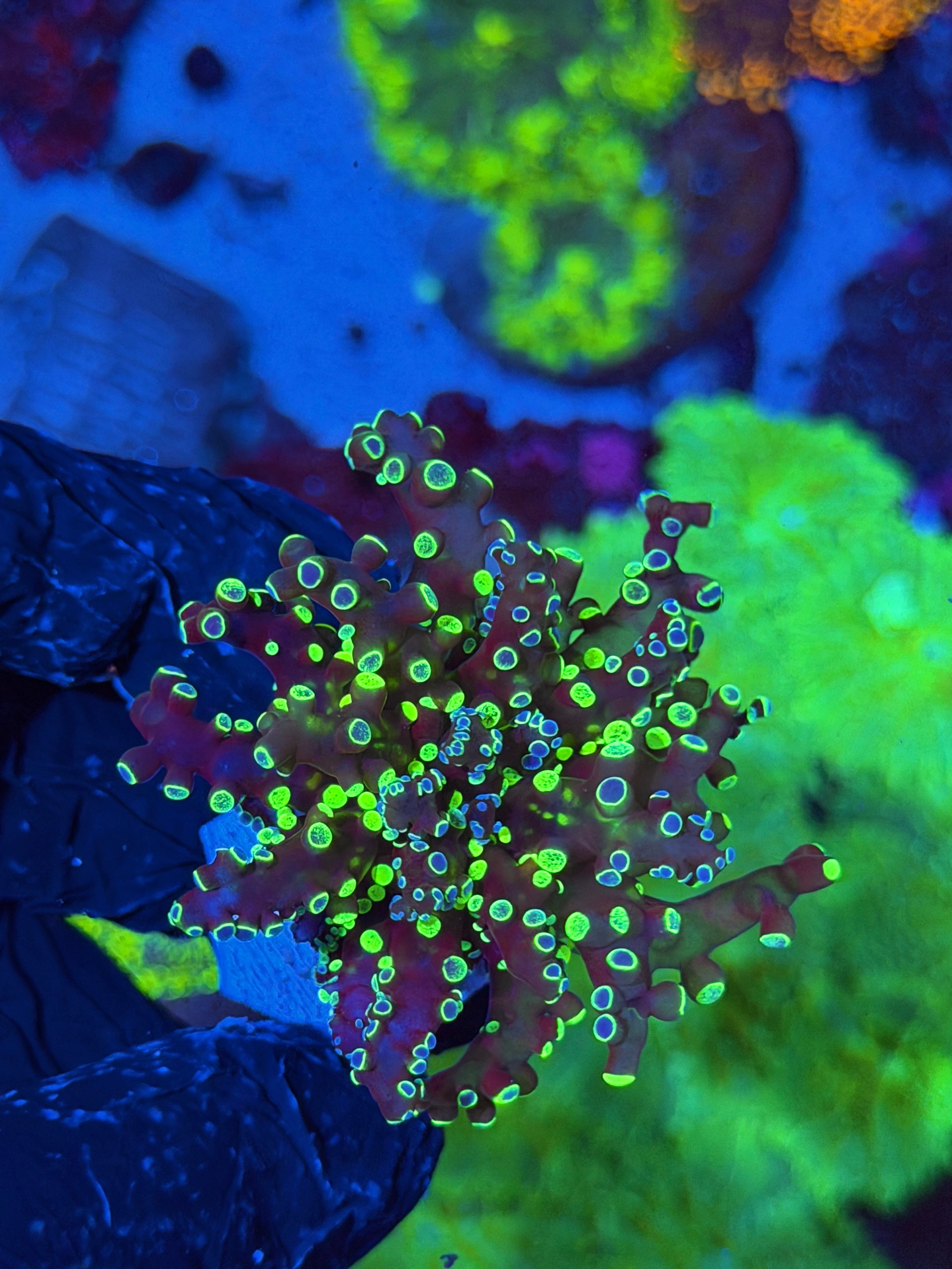 JEA Splatter Frogspawn Coral 1 XL Head