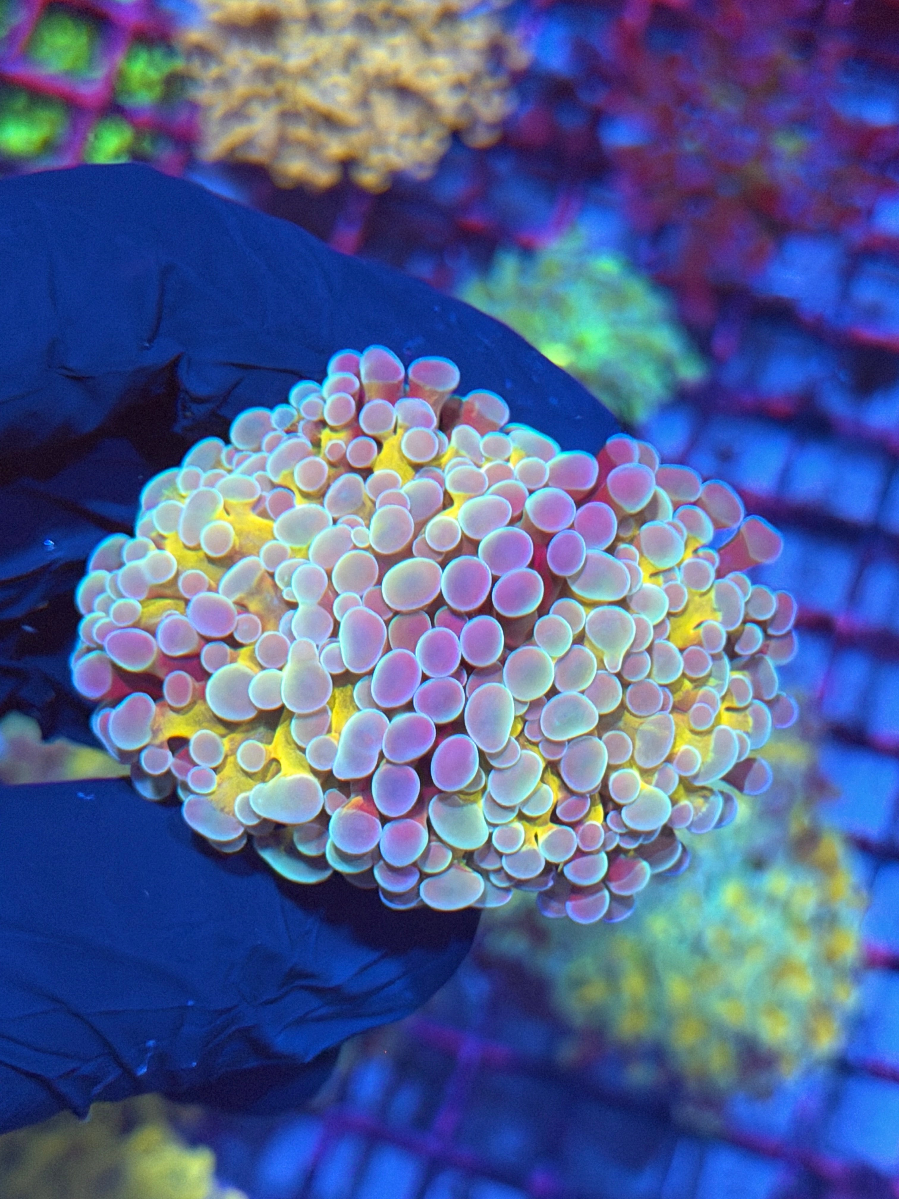 JEA Rainbow Blaster Hammer Coral 2 Heads XL 8/12
