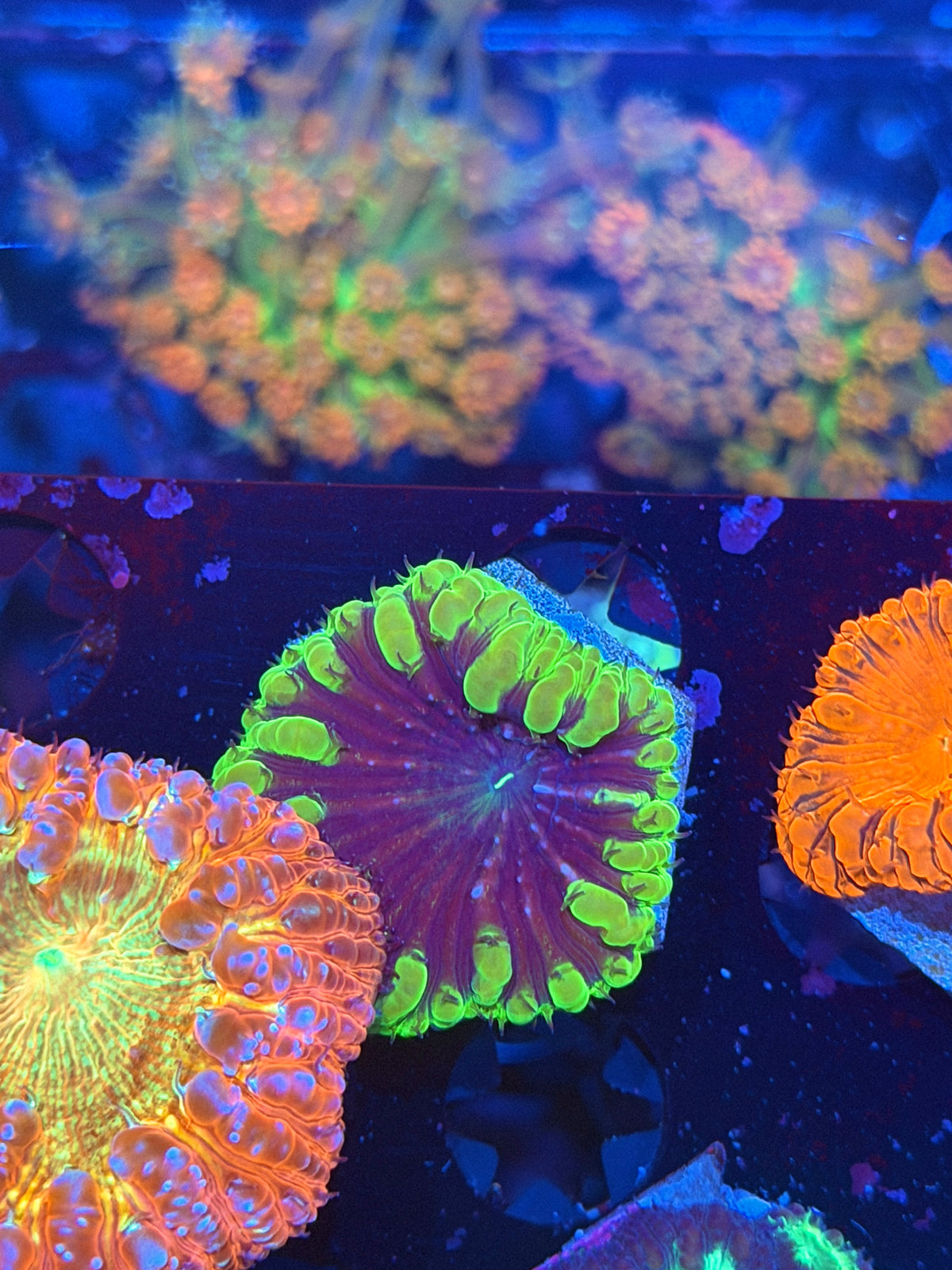 JEA Mind Control Blastomussa Coral 1 Head XL 9/28