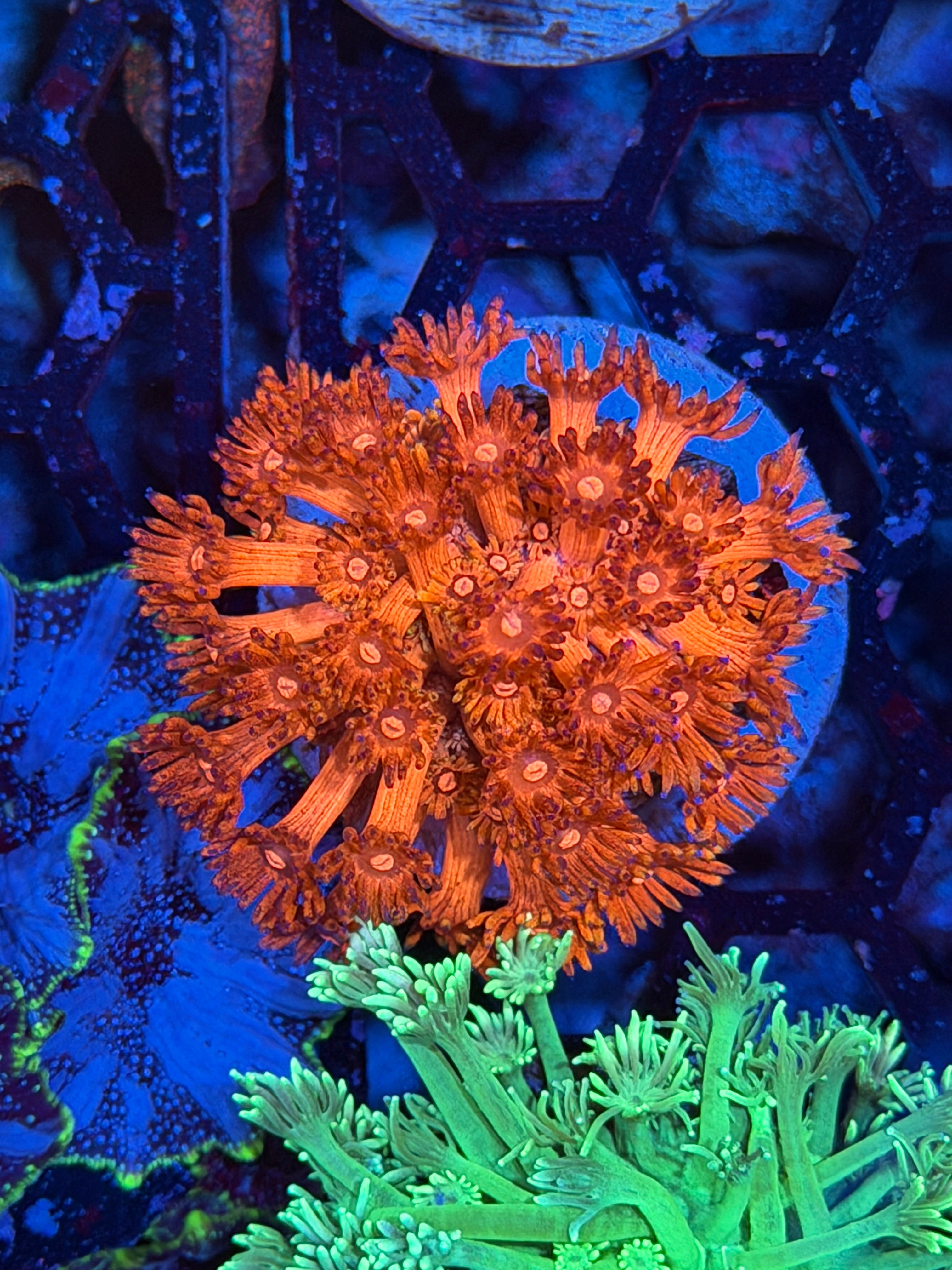 JEA Flame Angel Goniopora Coral 2/24